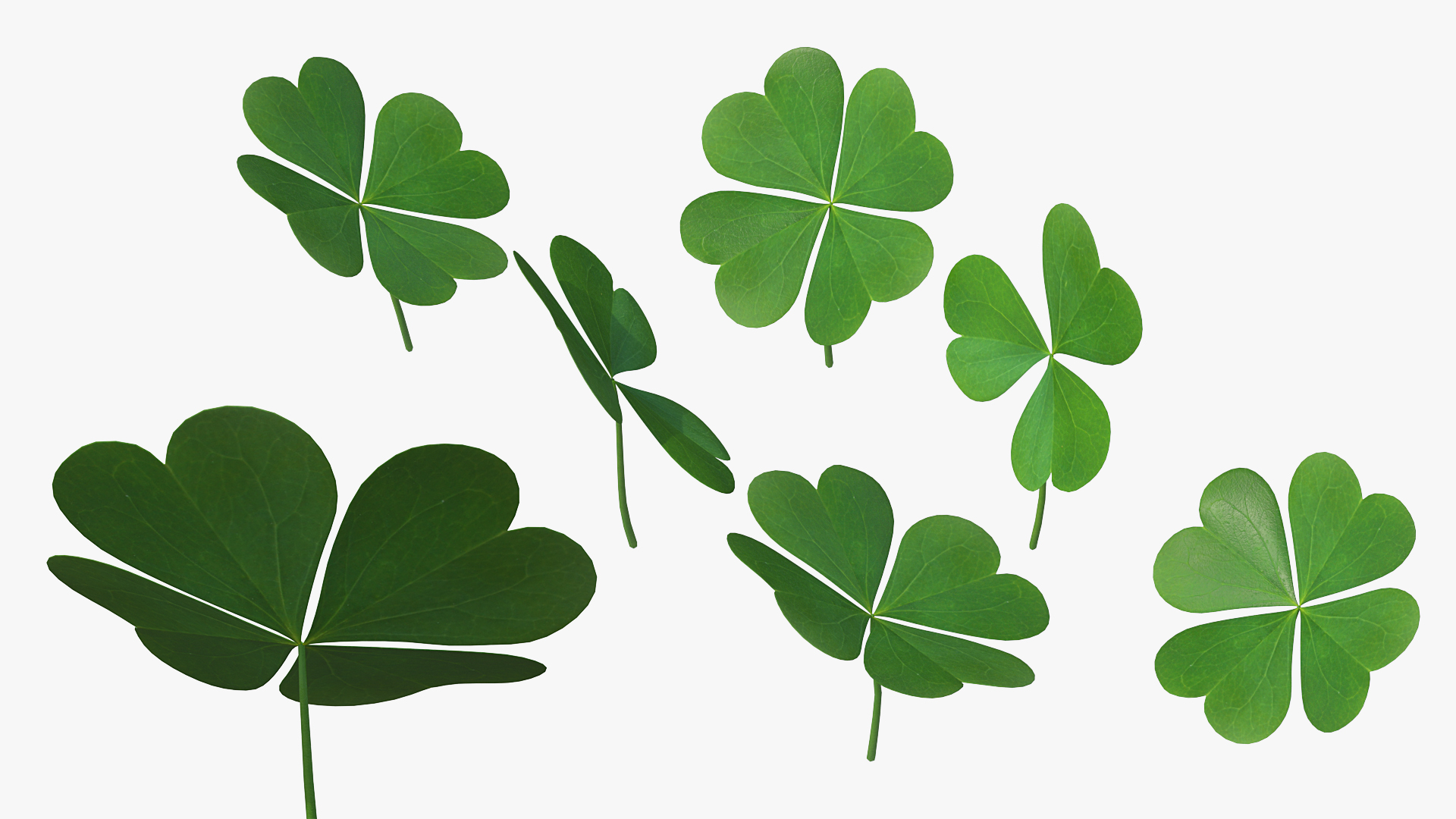 Green Clover Plant Set 3D