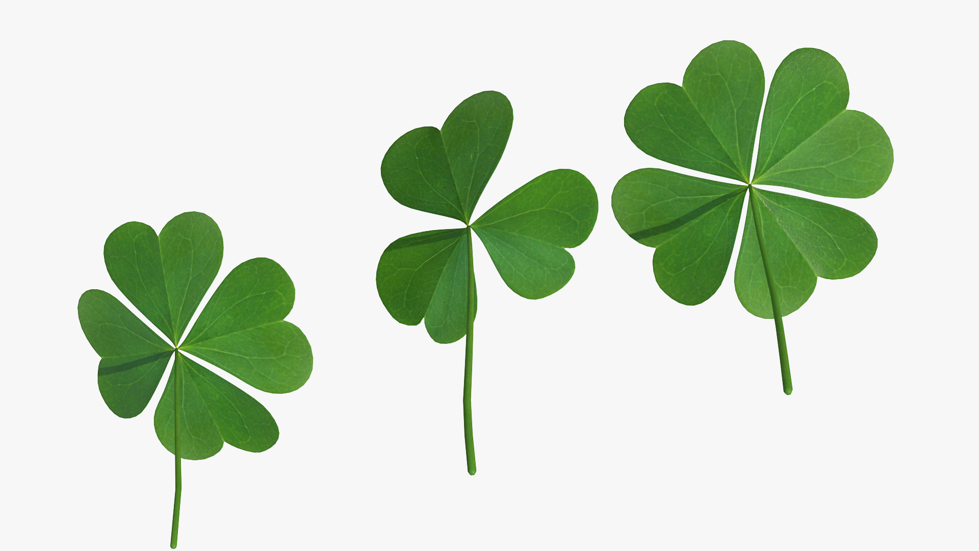 Green Clover Plant Set 3D