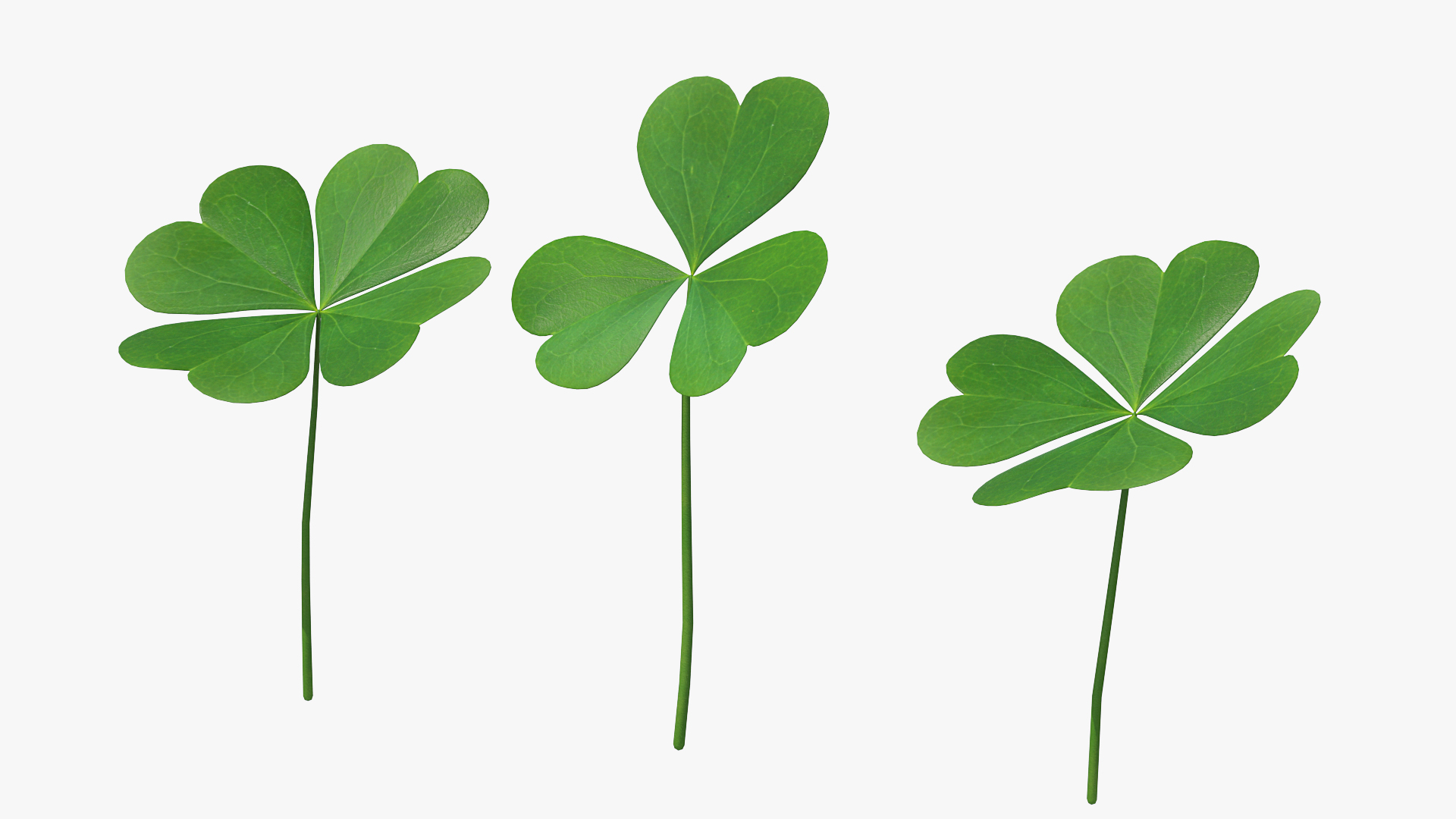 Green Clover Plant Set 3D
