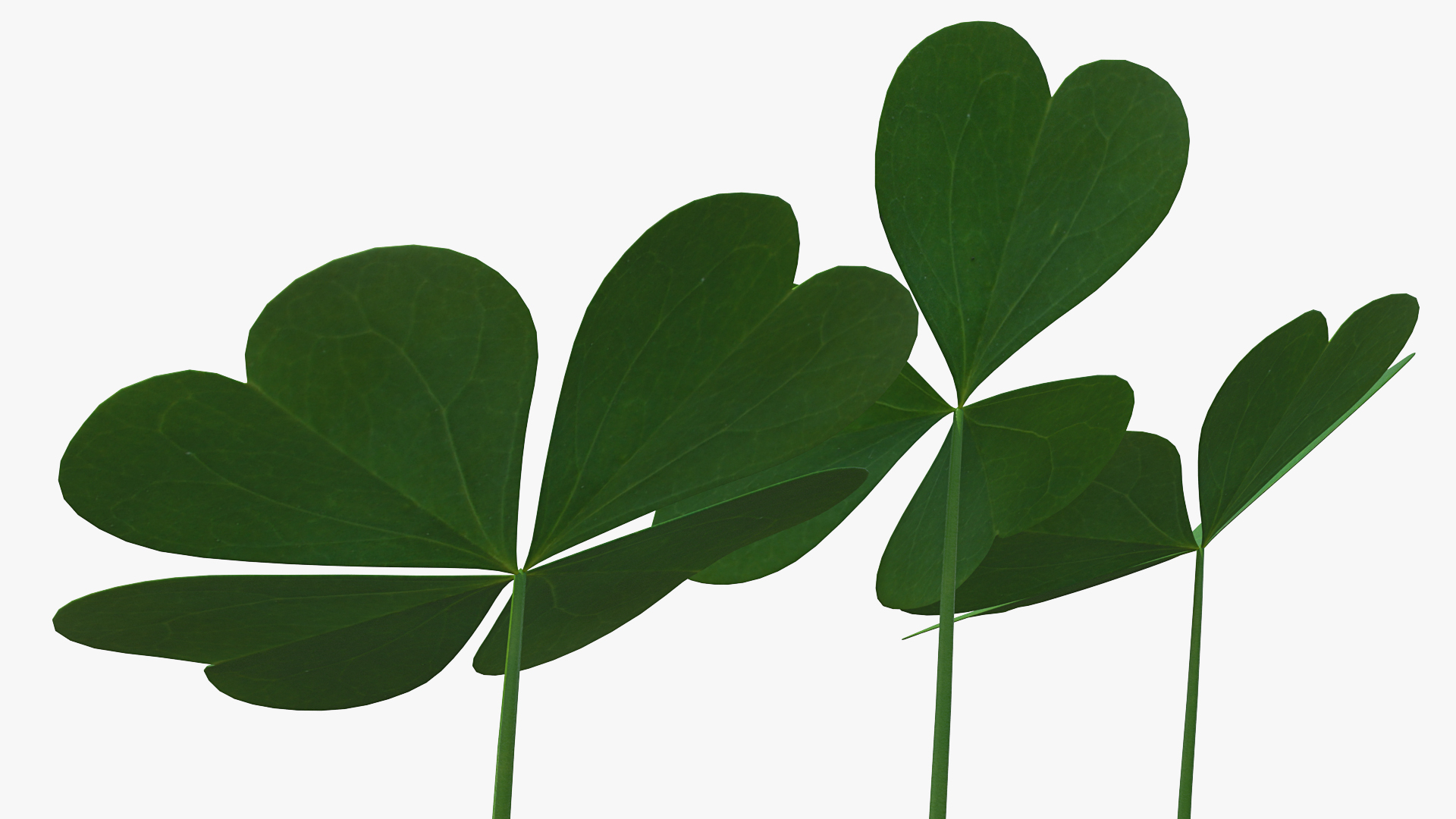 Green Clover Plant Set 3D