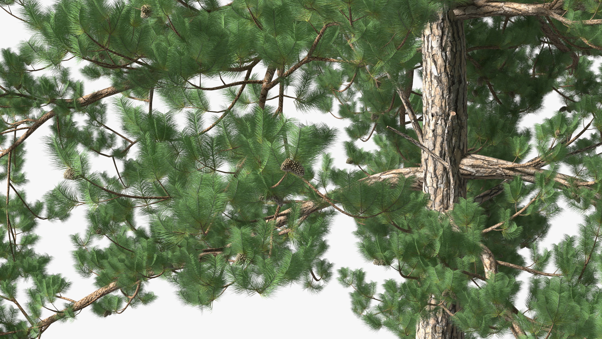 Pine Tree 3D model
