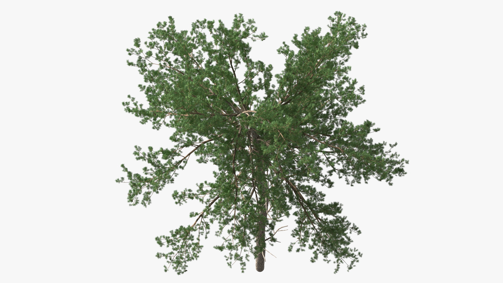 Pine Tree 3D model