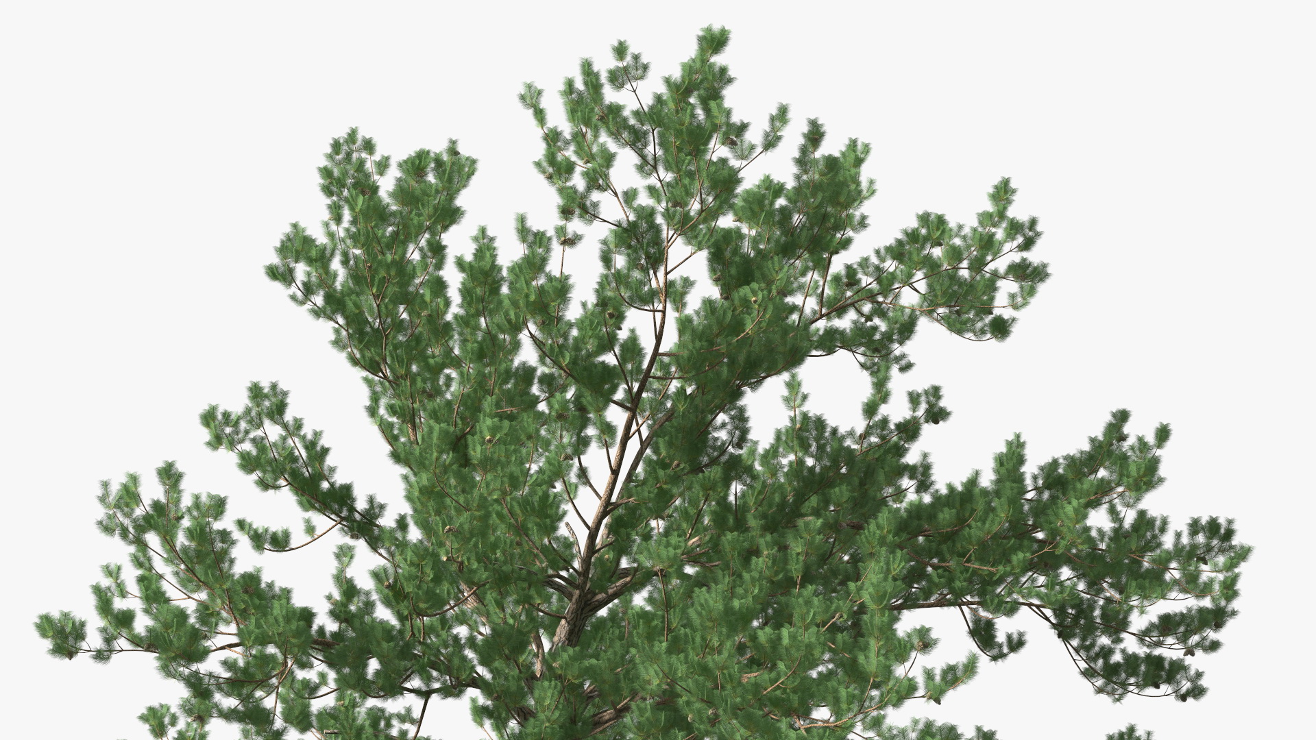 Pine Tree 3D model