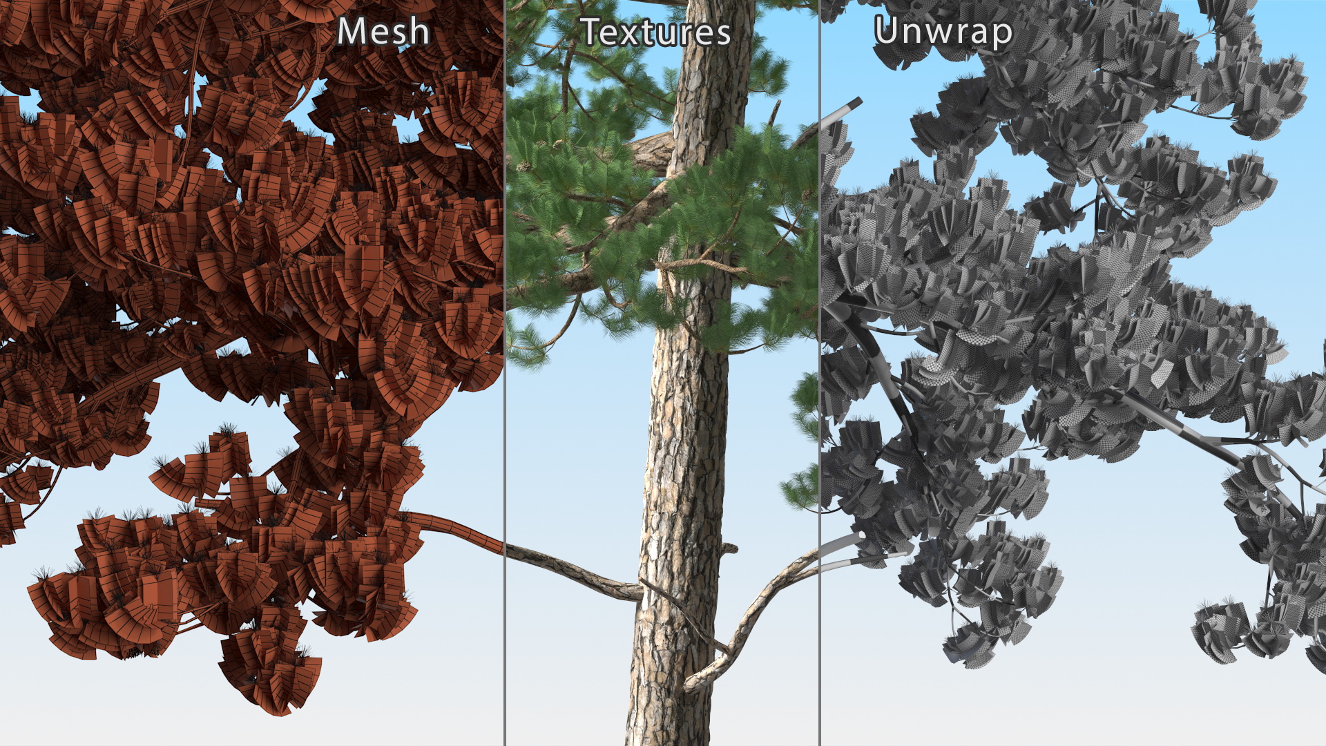 Pine Tree 3D model