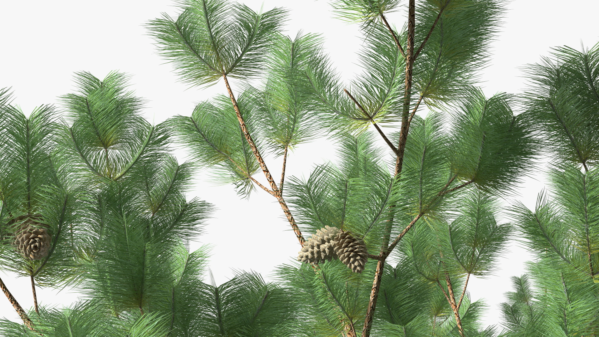 Pine Tree 3D model