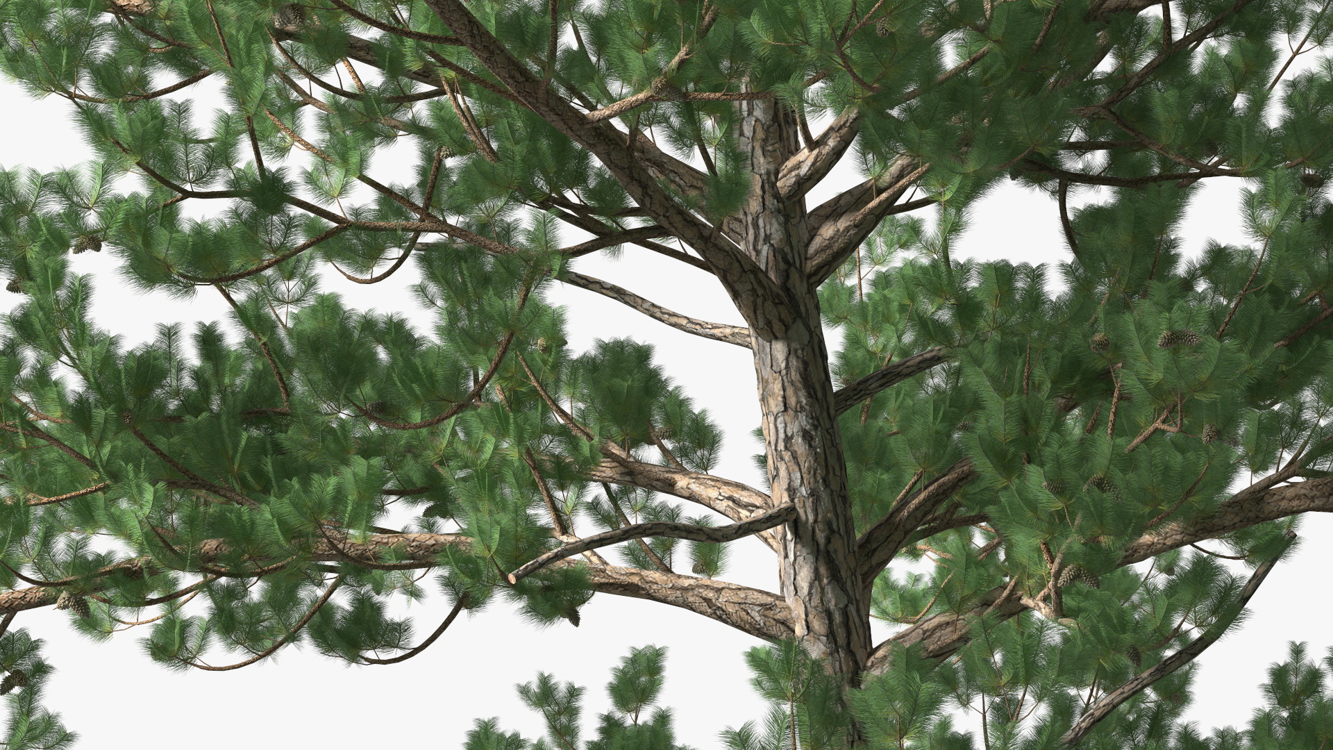 Pine Tree 3D model