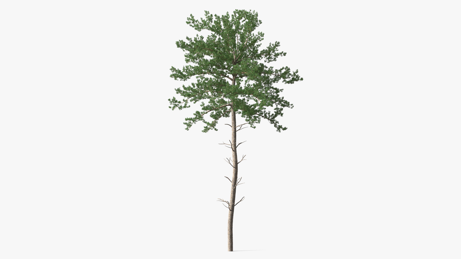 Pine Tree 3D model