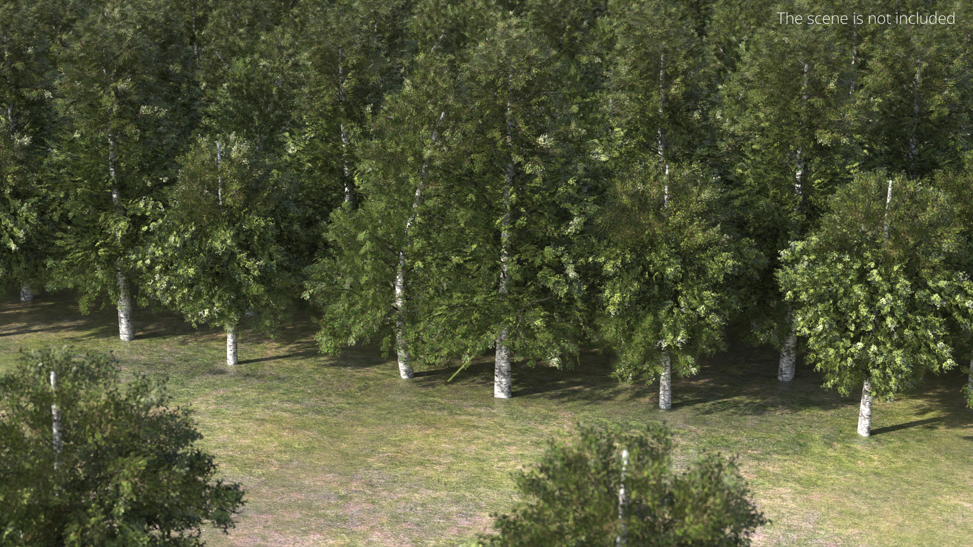Low Poly Birch Grove Woodland Cluster Green - view 4