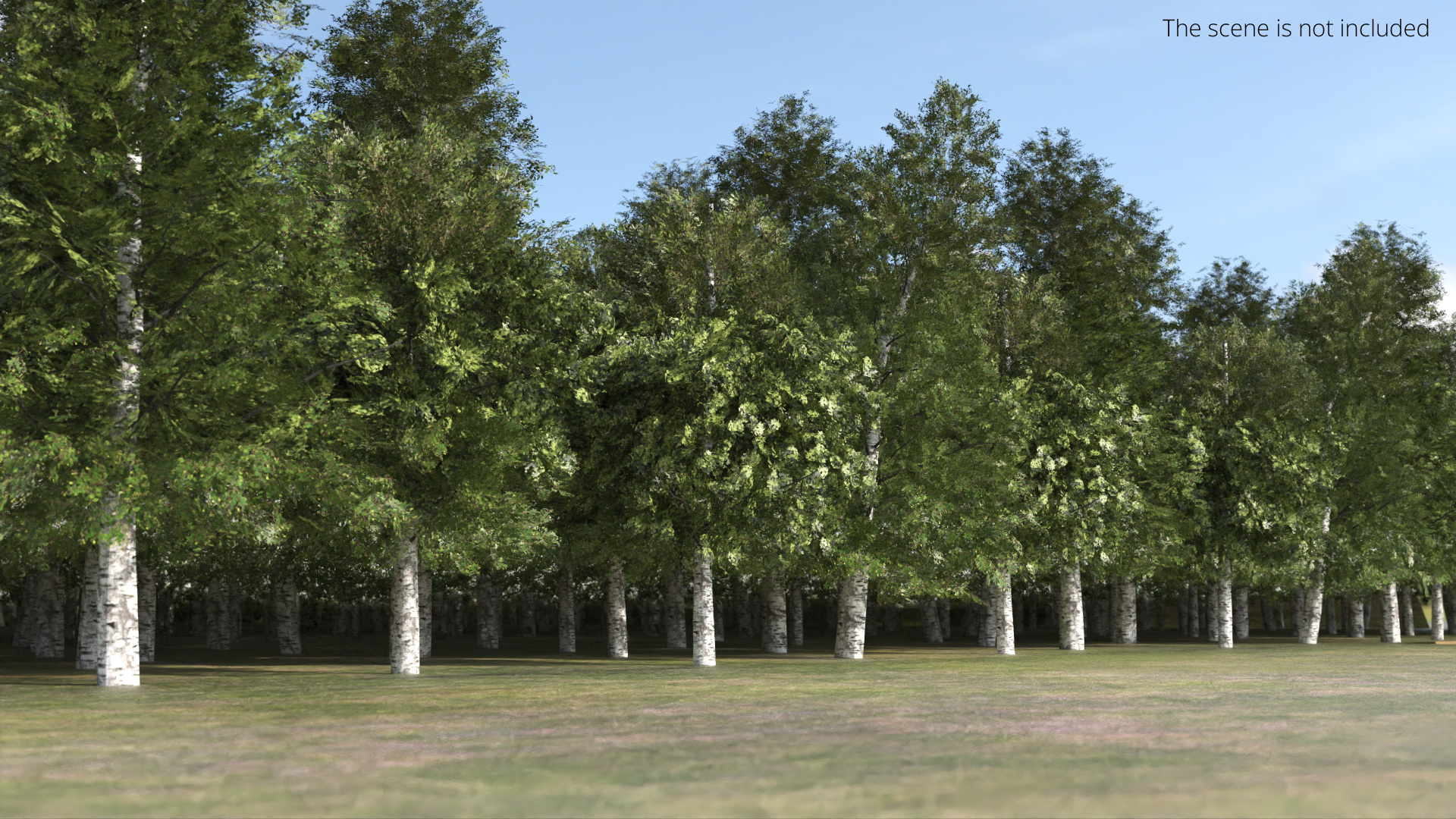 Low Poly Birch Grove Woodland Cluster Green - view 3