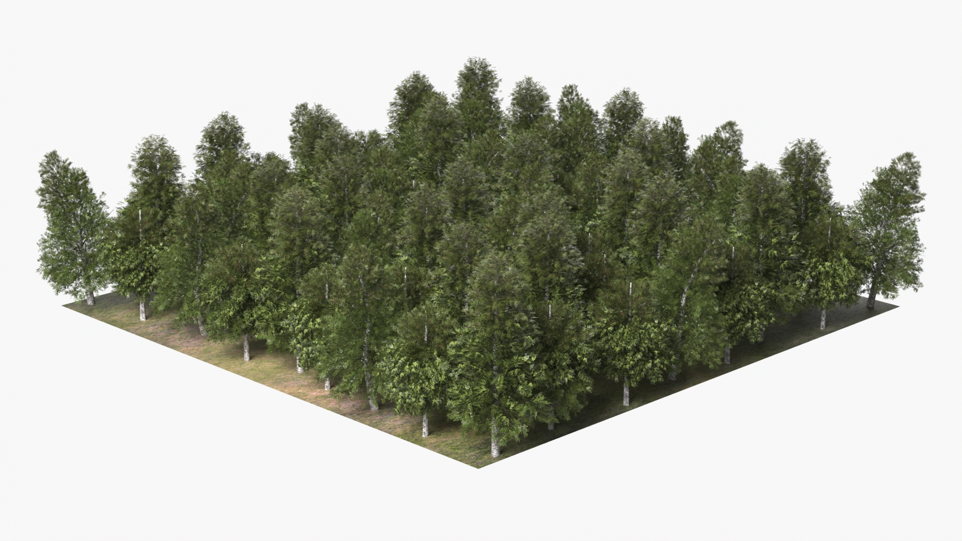 Low Poly Birch Grove Woodland Cluster Green - view 2