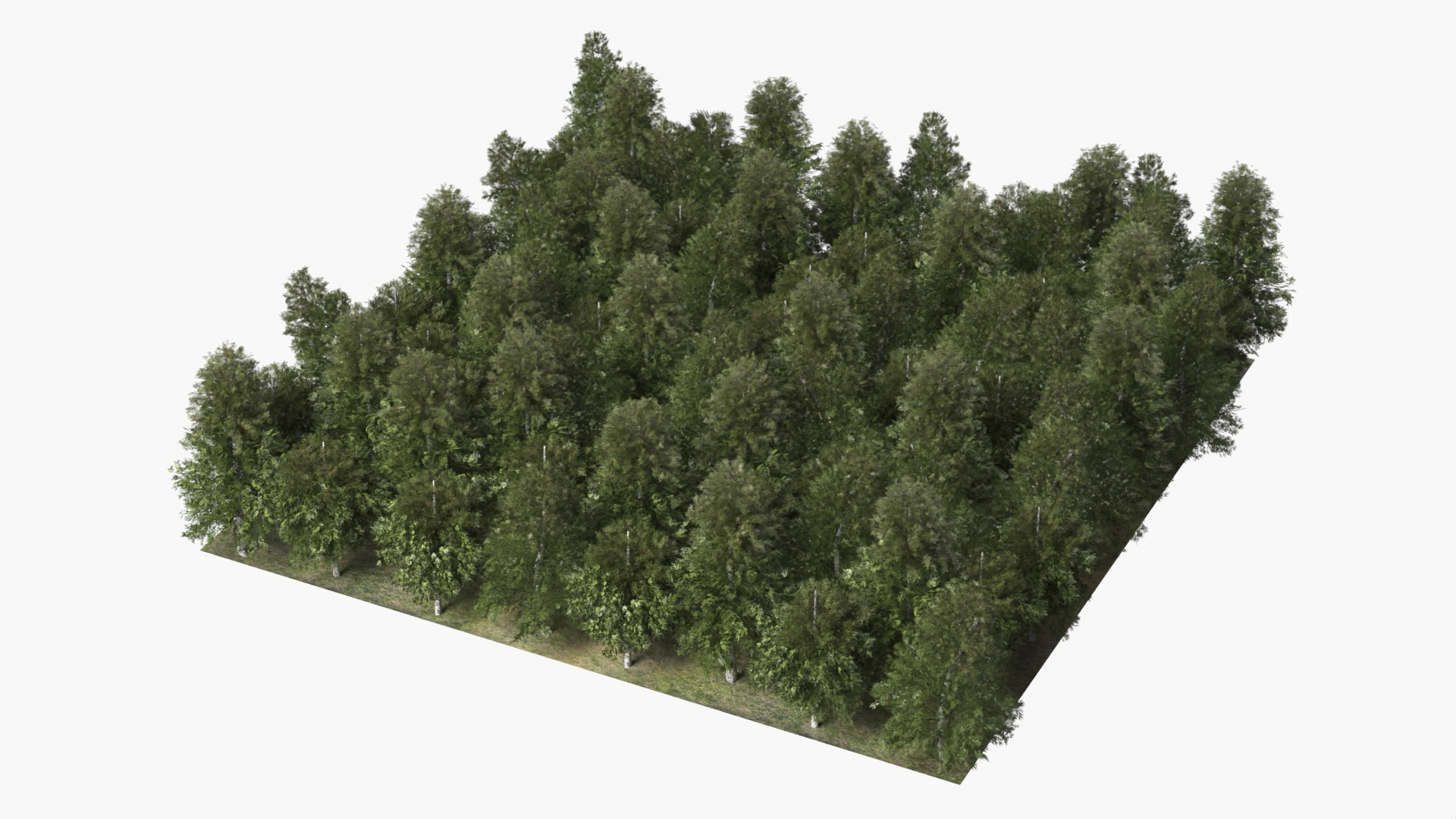 Low Poly Birch Grove Woodland Cluster Green - view 6