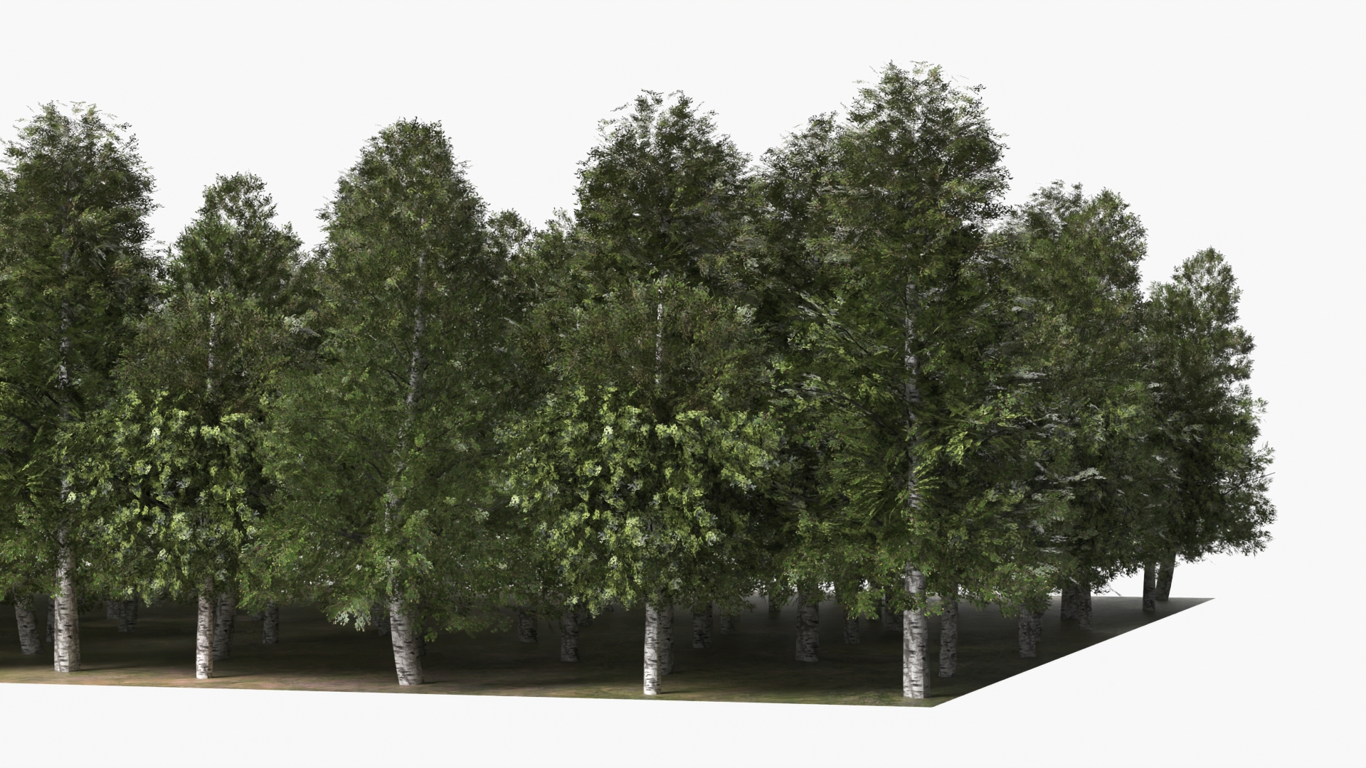Low Poly Birch Grove Woodland Cluster Green - view 7