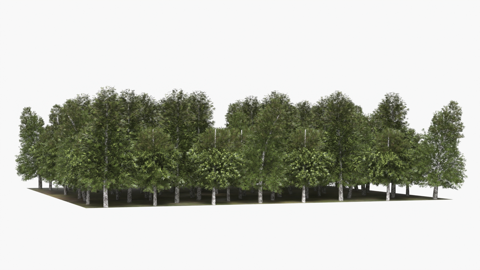 Low Poly Birch Grove Woodland Cluster Green - view 5