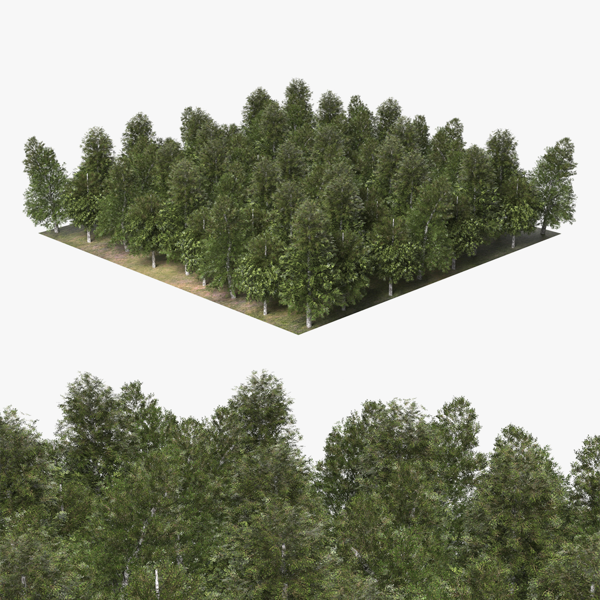 Low Poly Birch Grove Woodland Cluster Green 3D model preview