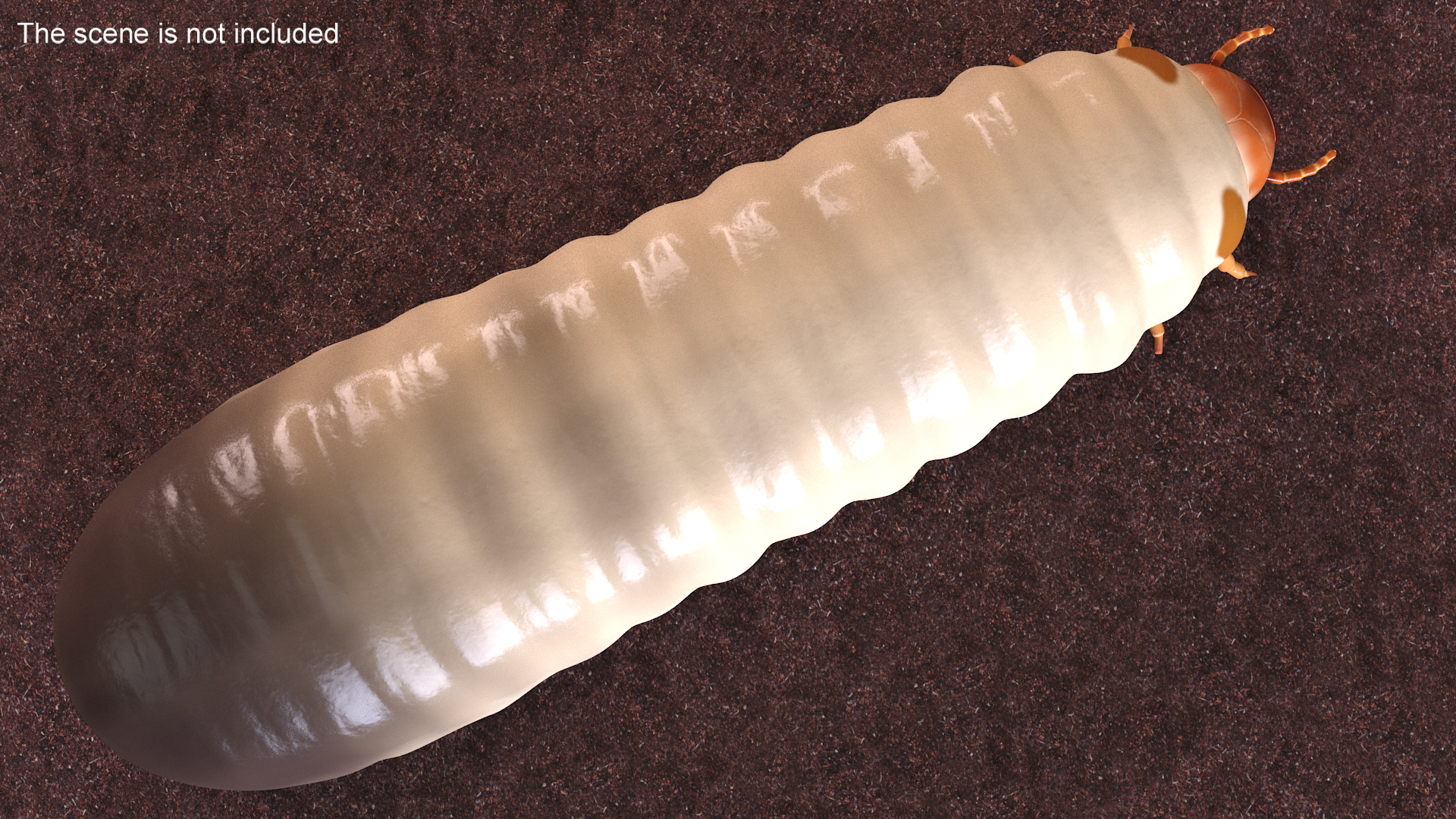 Maggot May Bug 3D model