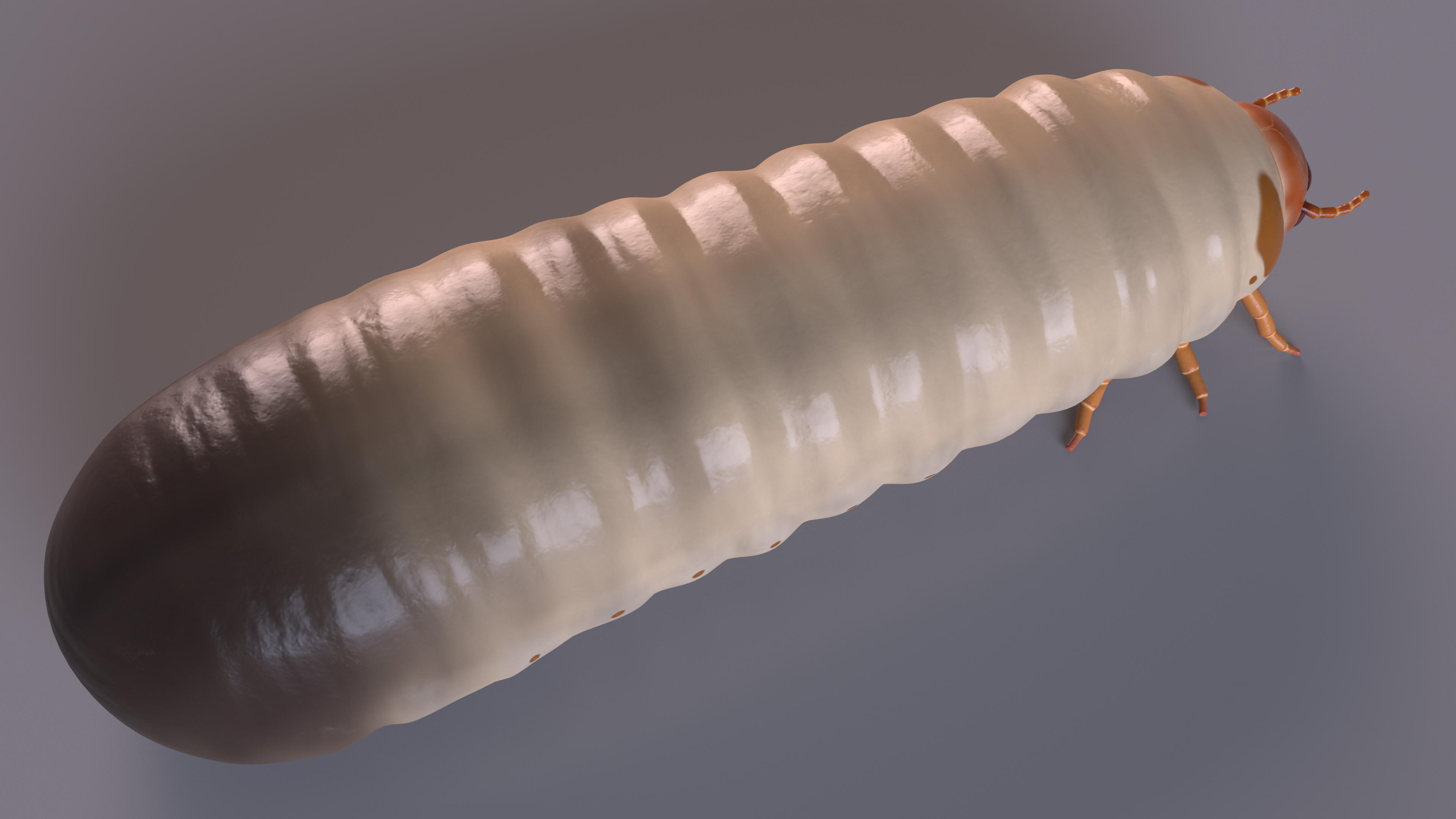 Maggot May Bug 3D model