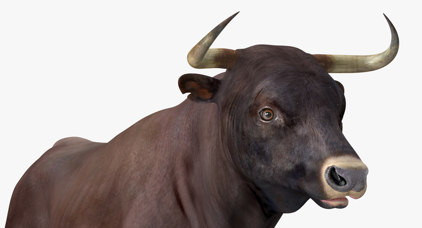 3D model Bull