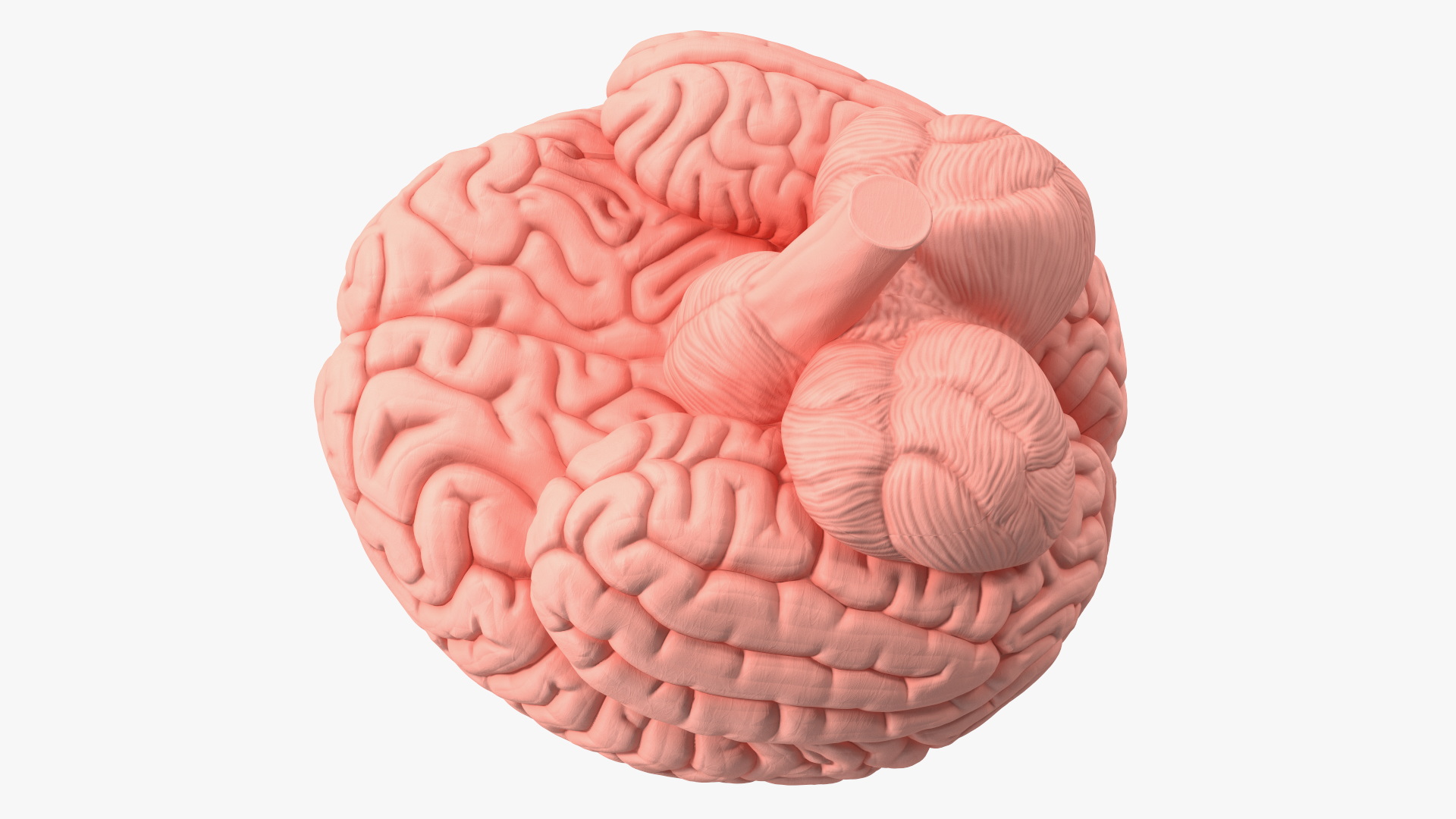 3D Human Brain with Implanted Microchip