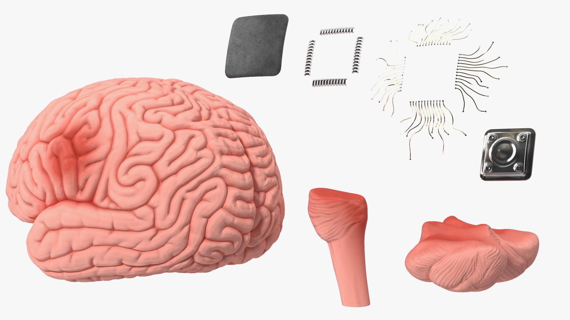 3D Human Brain with Implanted Microchip
