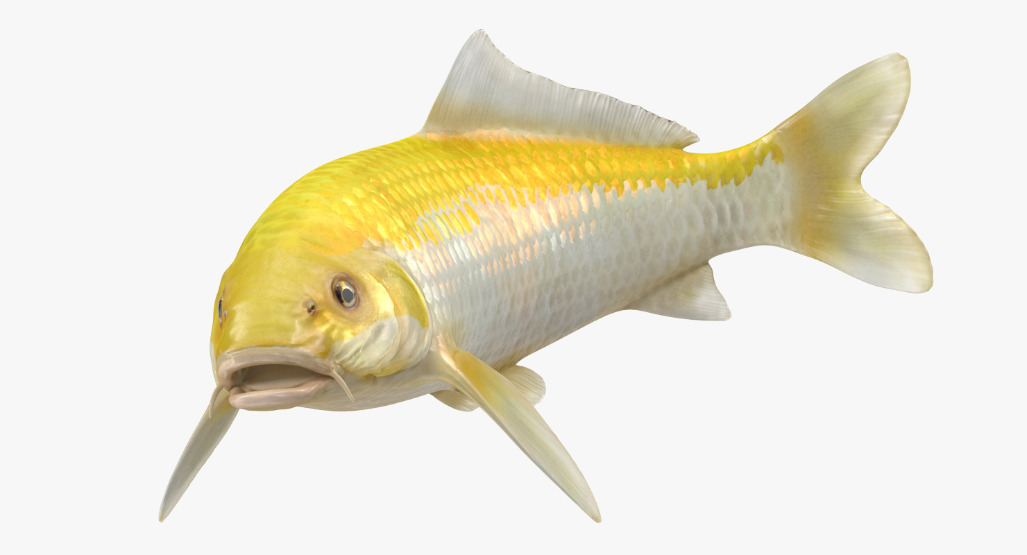 3D Yellow Koi Ogon Fish Swiming Pose model