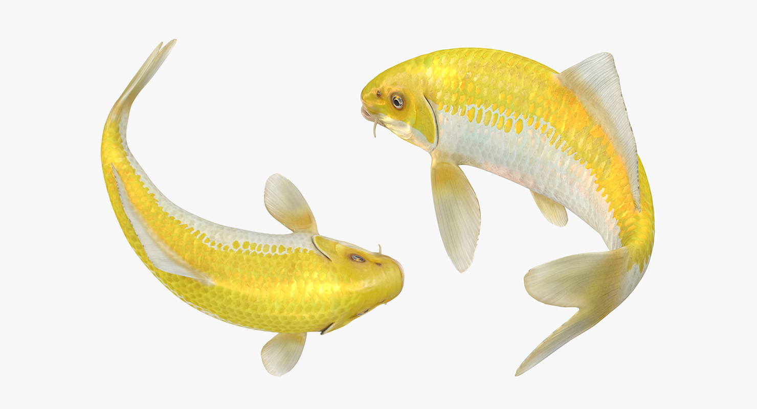 3D Yellow Koi Ogon Fish Swiming Pose model