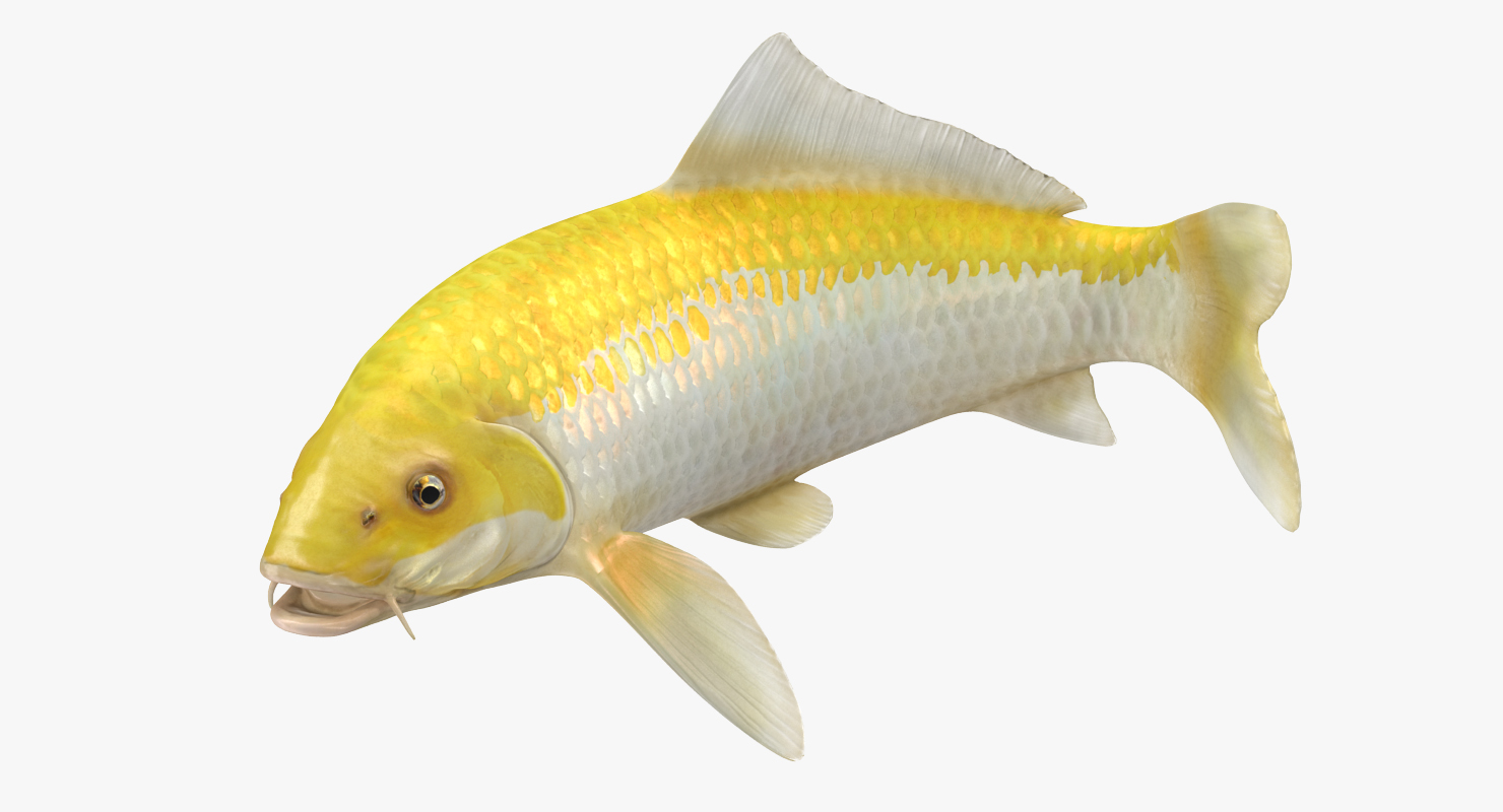 3D Yellow Koi Ogon Fish Swiming Pose model