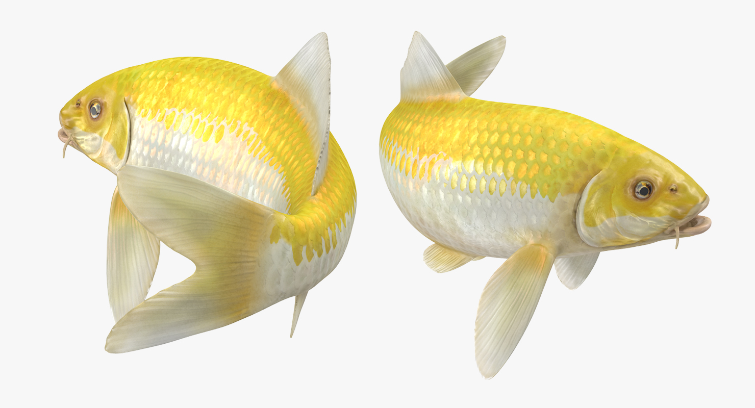 3D Yellow Koi Ogon Fish Swiming Pose model