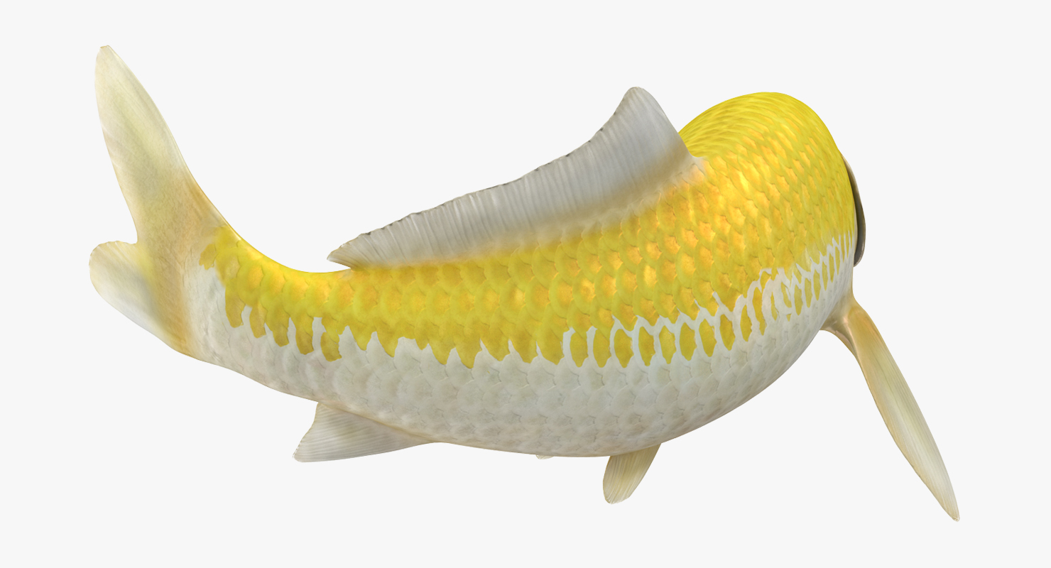 3D Yellow Koi Ogon Fish Swiming Pose model