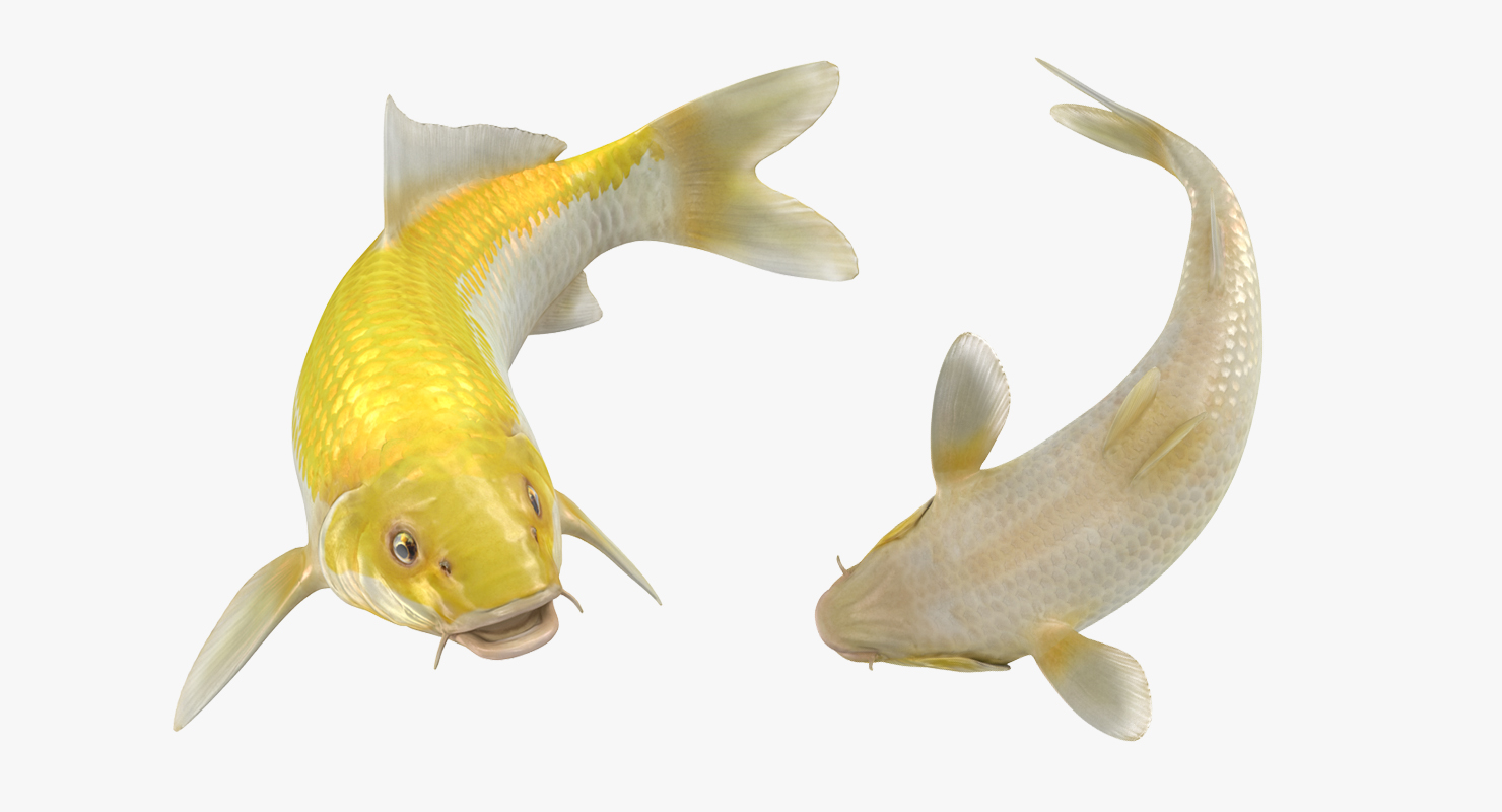 3D Yellow Koi Ogon Fish Swiming Pose model