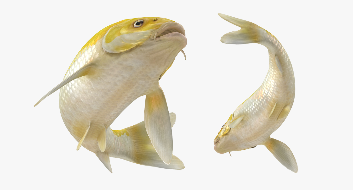 3D Yellow Koi Ogon Fish Swiming Pose model