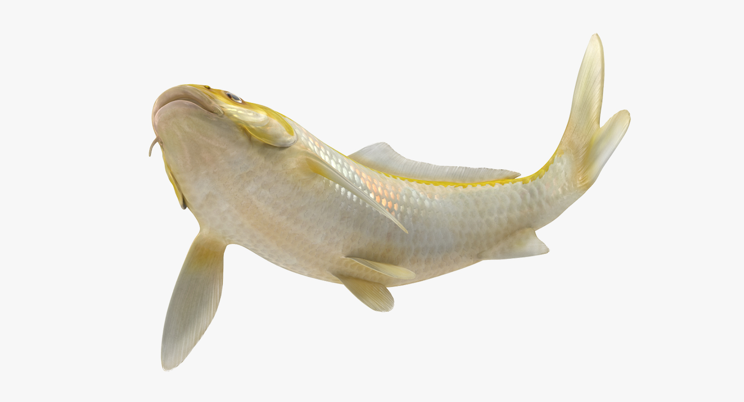 3D Yellow Koi Ogon Fish Swiming Pose model