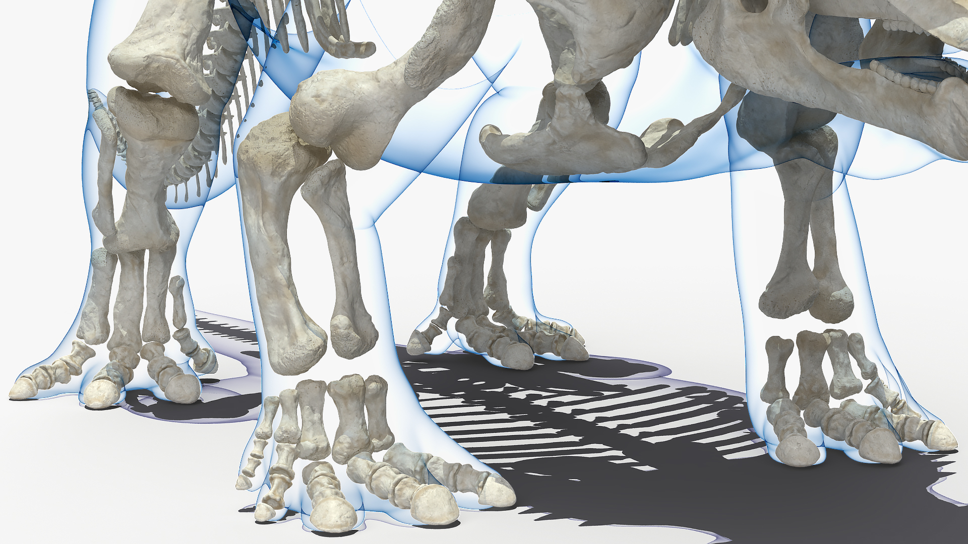 Triceratops Skeleton with Transparent Skin Rigged 3D model