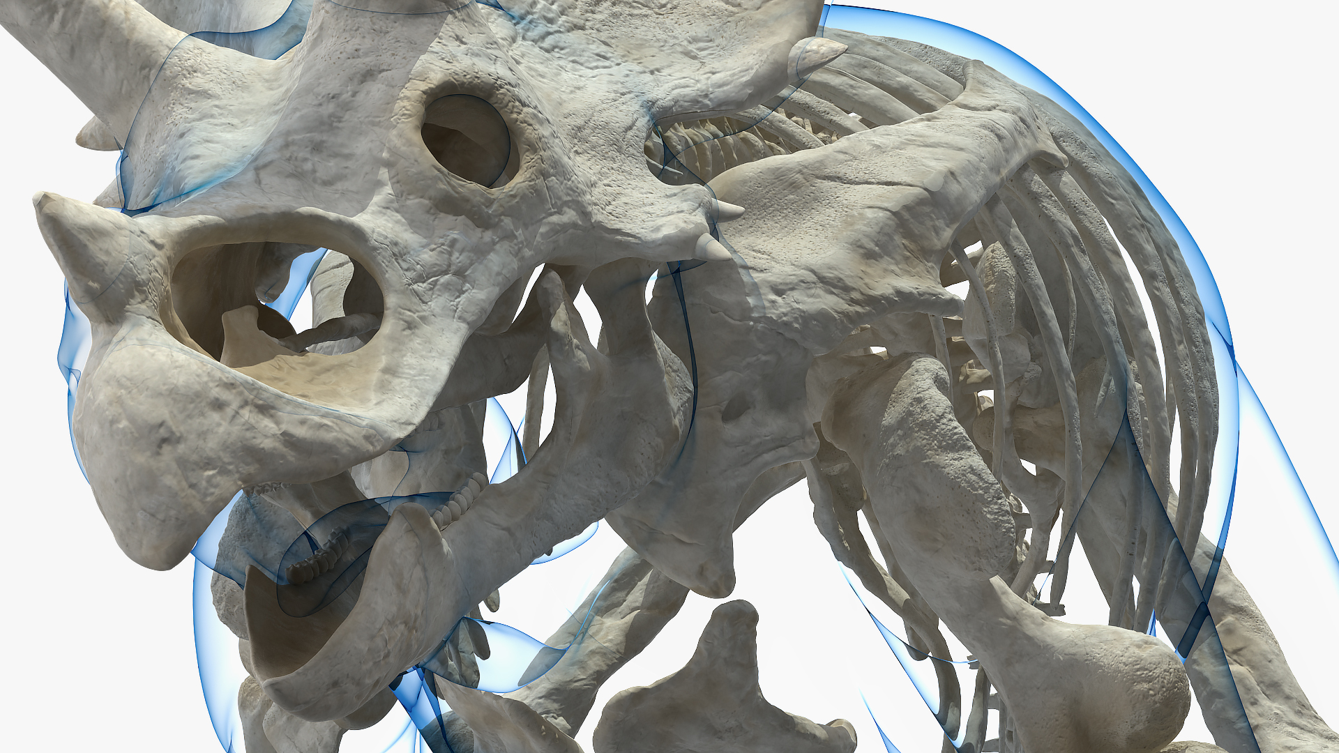 Triceratops Skeleton with Transparent Skin Rigged 3D model