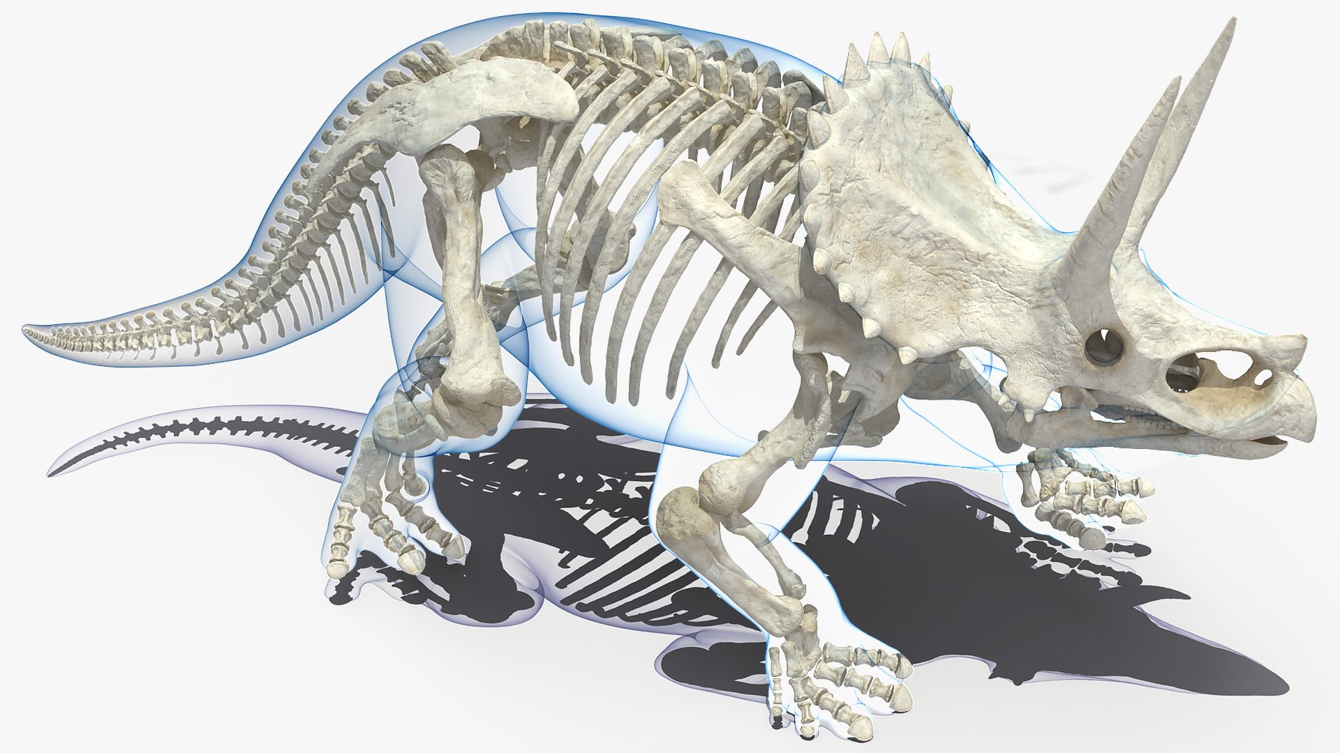 Triceratops Skeleton with Transparent Skin Rigged 3D model