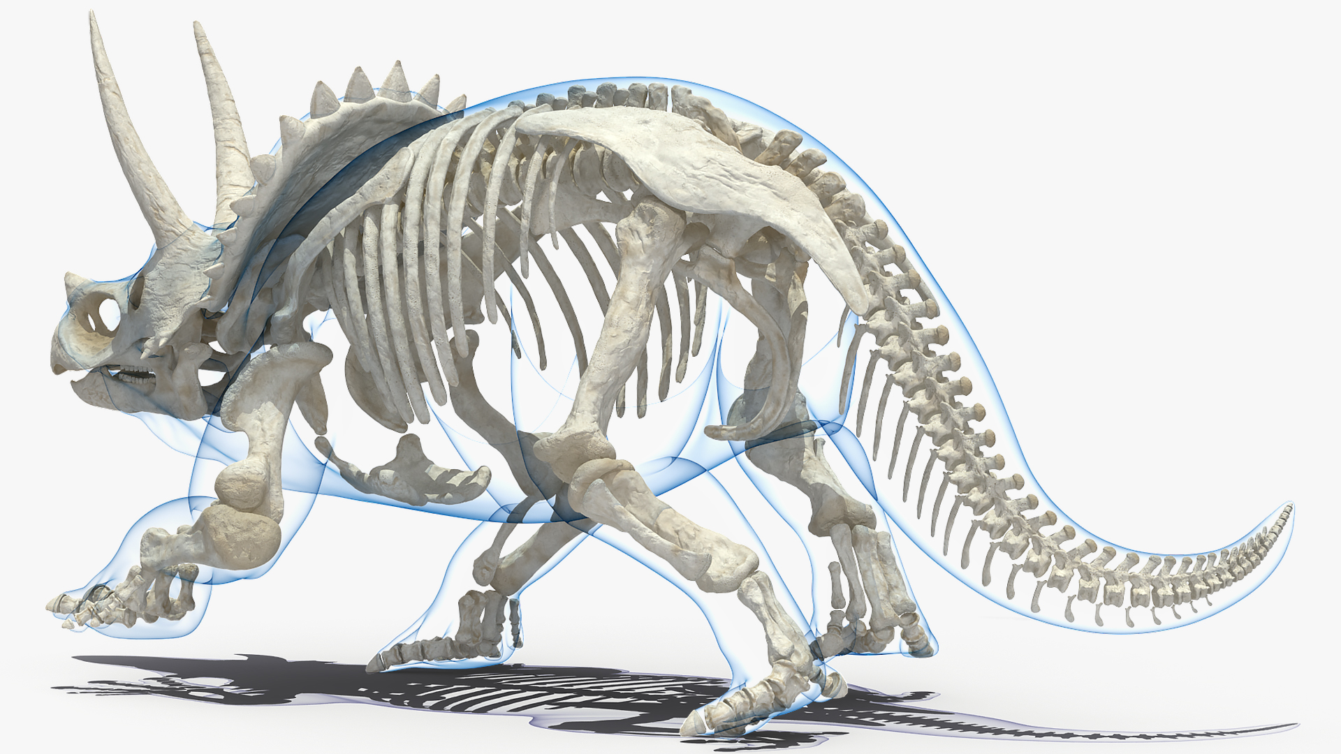 Triceratops Skeleton with Transparent Skin Rigged 3D model