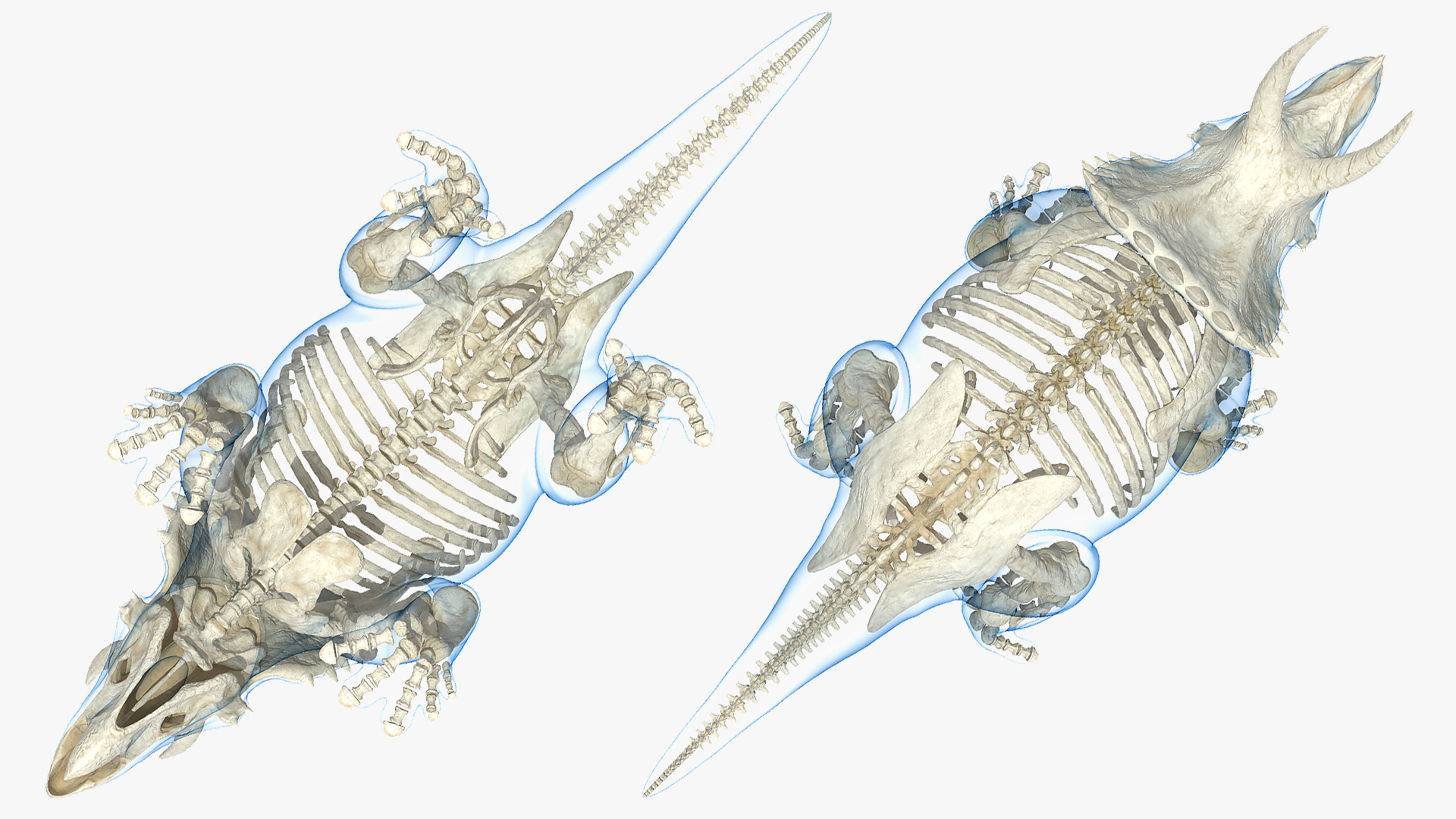 Triceratops Skeleton with Transparent Skin Rigged 3D model