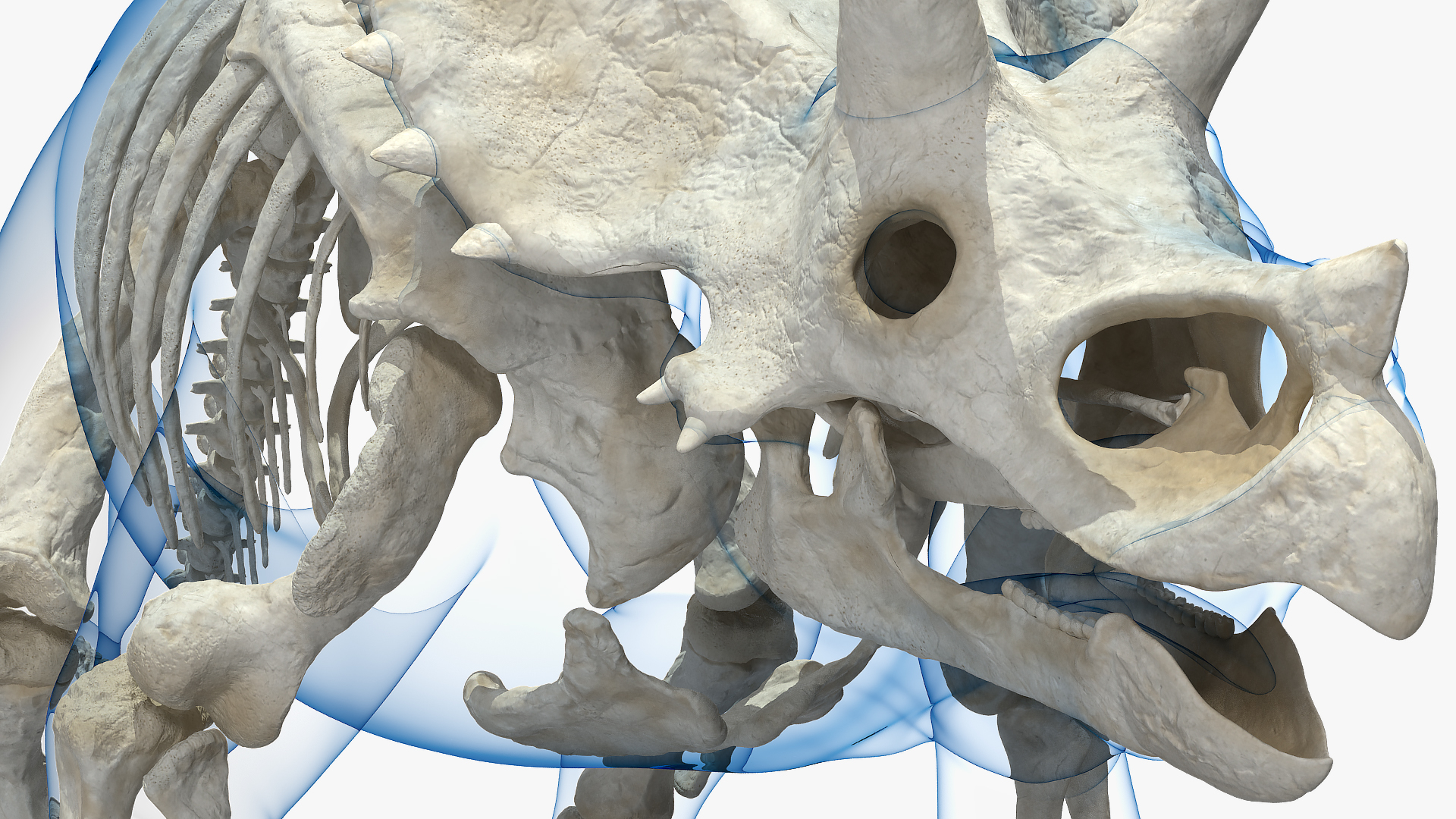 Triceratops Skeleton with Transparent Skin Rigged 3D model