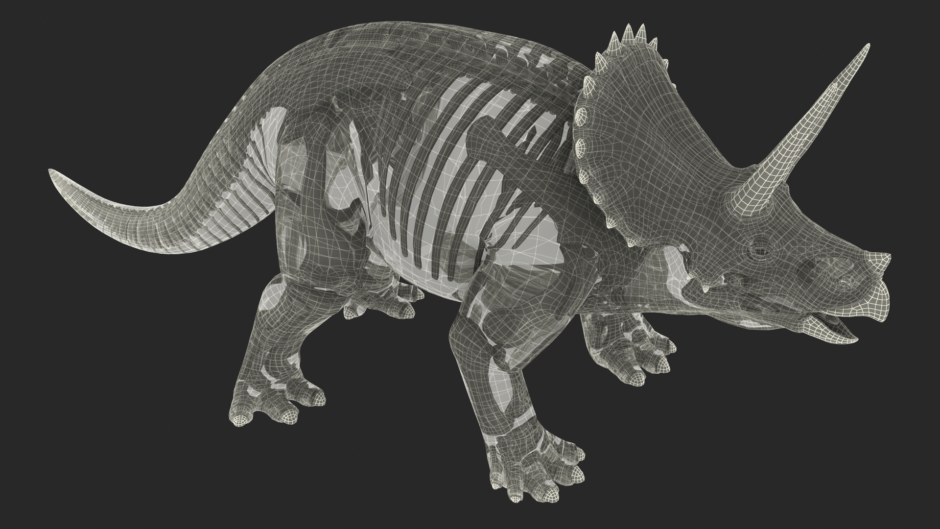 Triceratops Skeleton with Transparent Skin Rigged 3D model