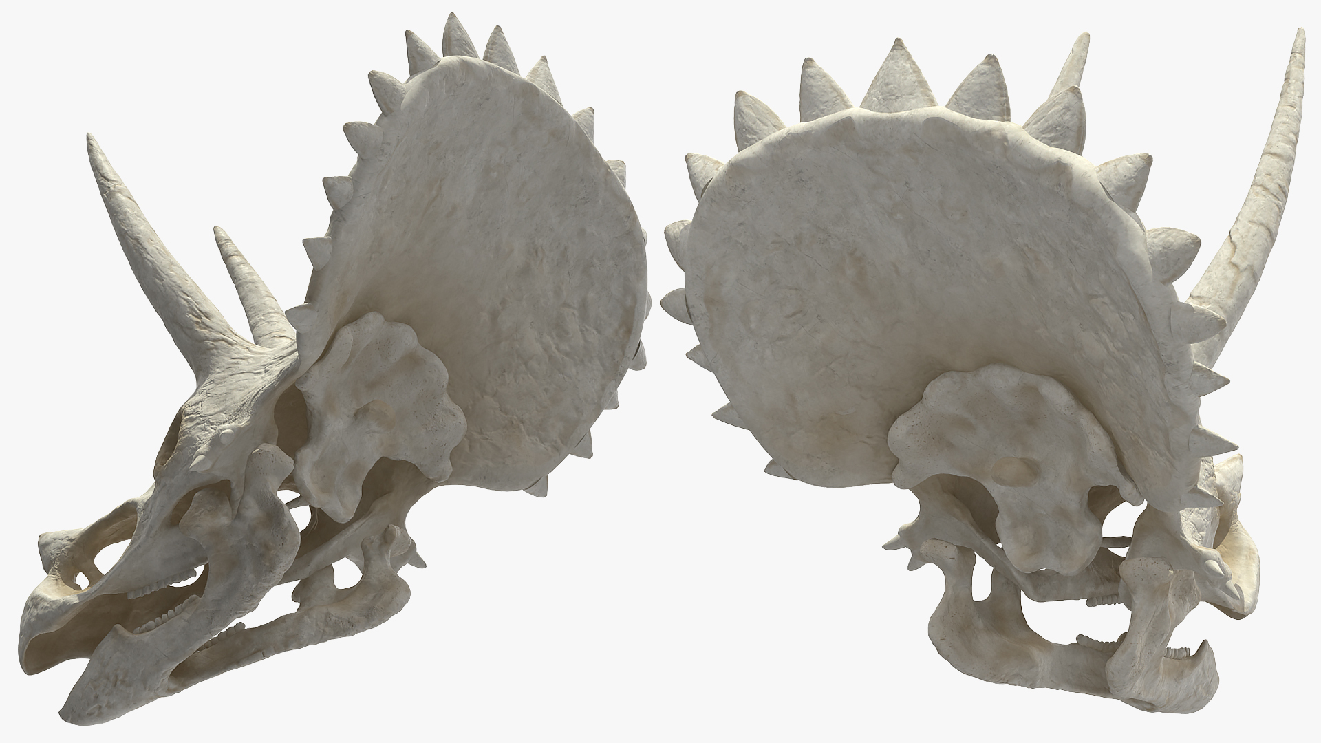 Triceratops Skeleton with Transparent Skin Rigged 3D model
