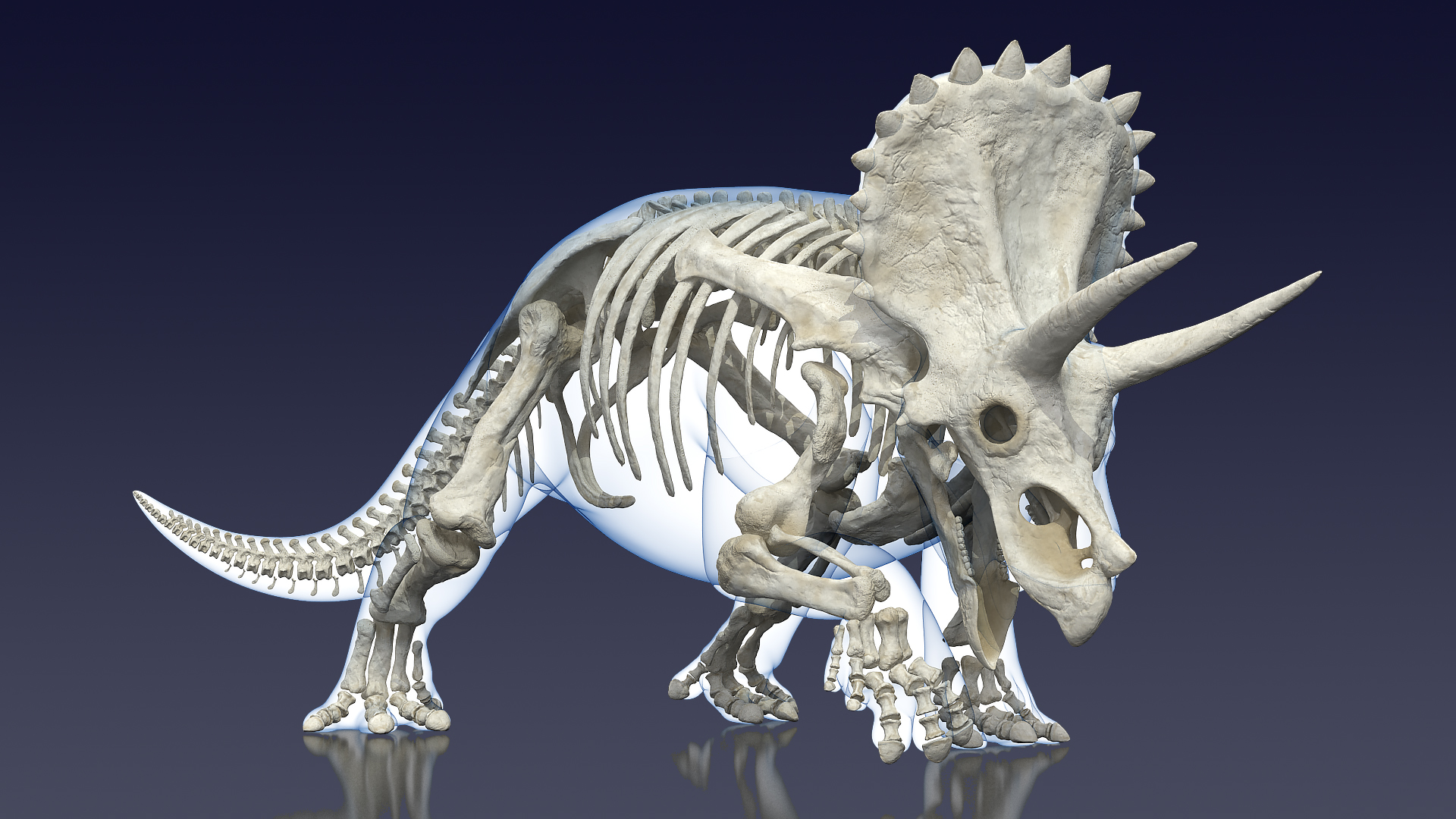 Triceratops Skeleton with Transparent Skin Rigged 3D model