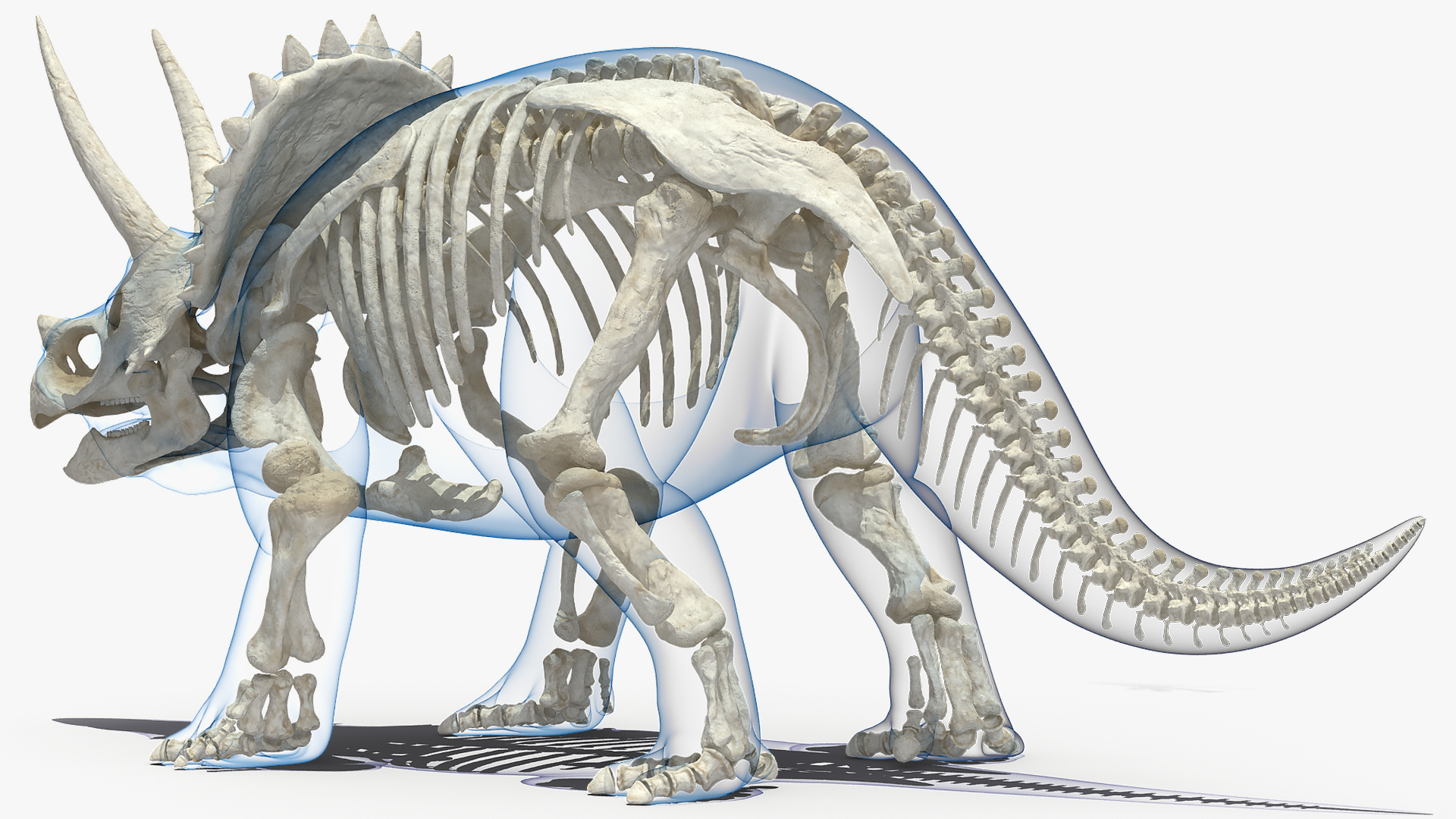 Triceratops Skeleton with Transparent Skin Rigged 3D model