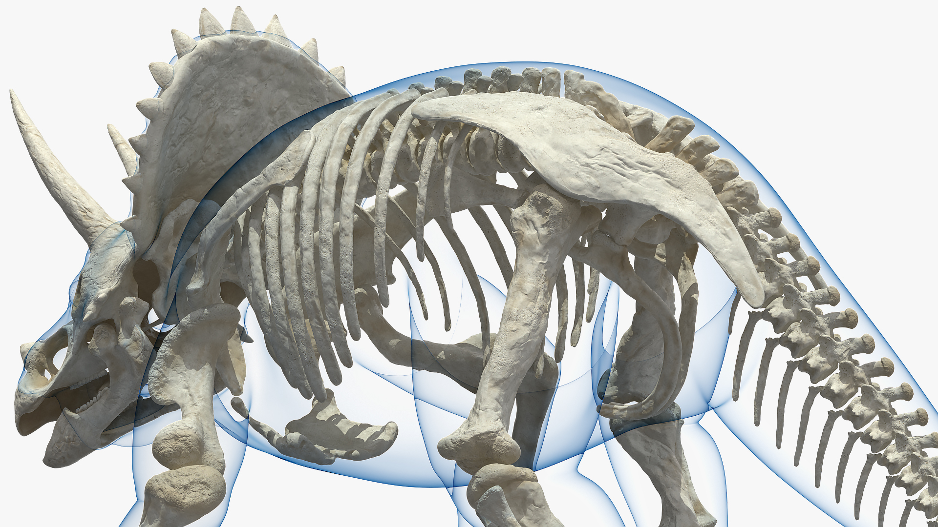 Triceratops Skeleton with Transparent Skin Rigged 3D model