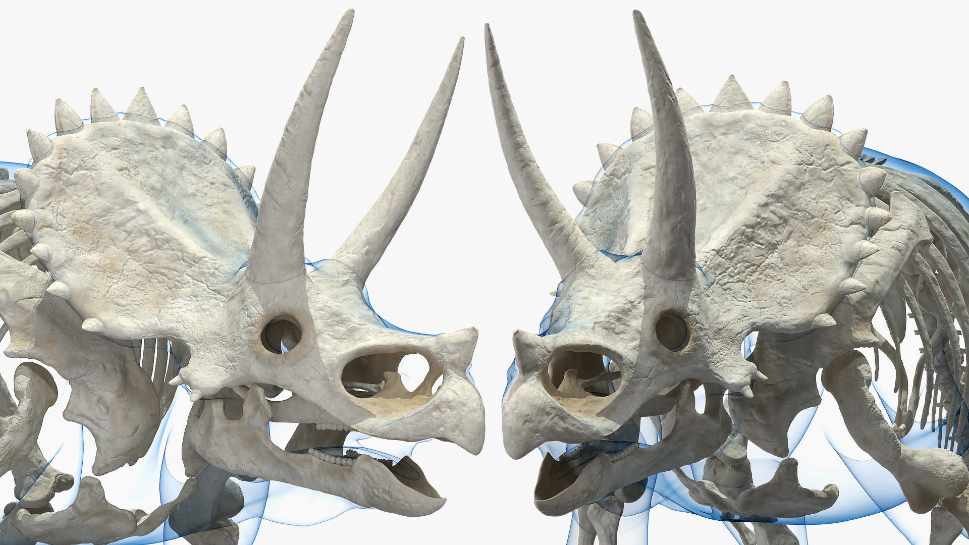 Triceratops Skeleton with Transparent Skin Rigged 3D model
