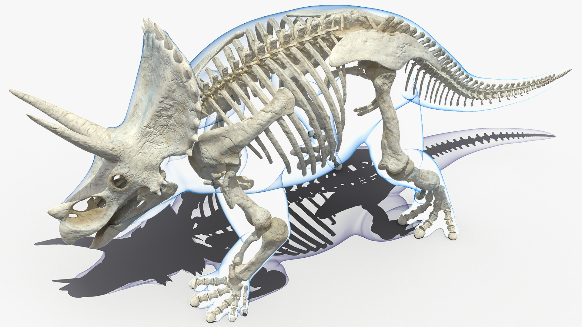 Triceratops Skeleton with Transparent Skin Rigged 3D model
