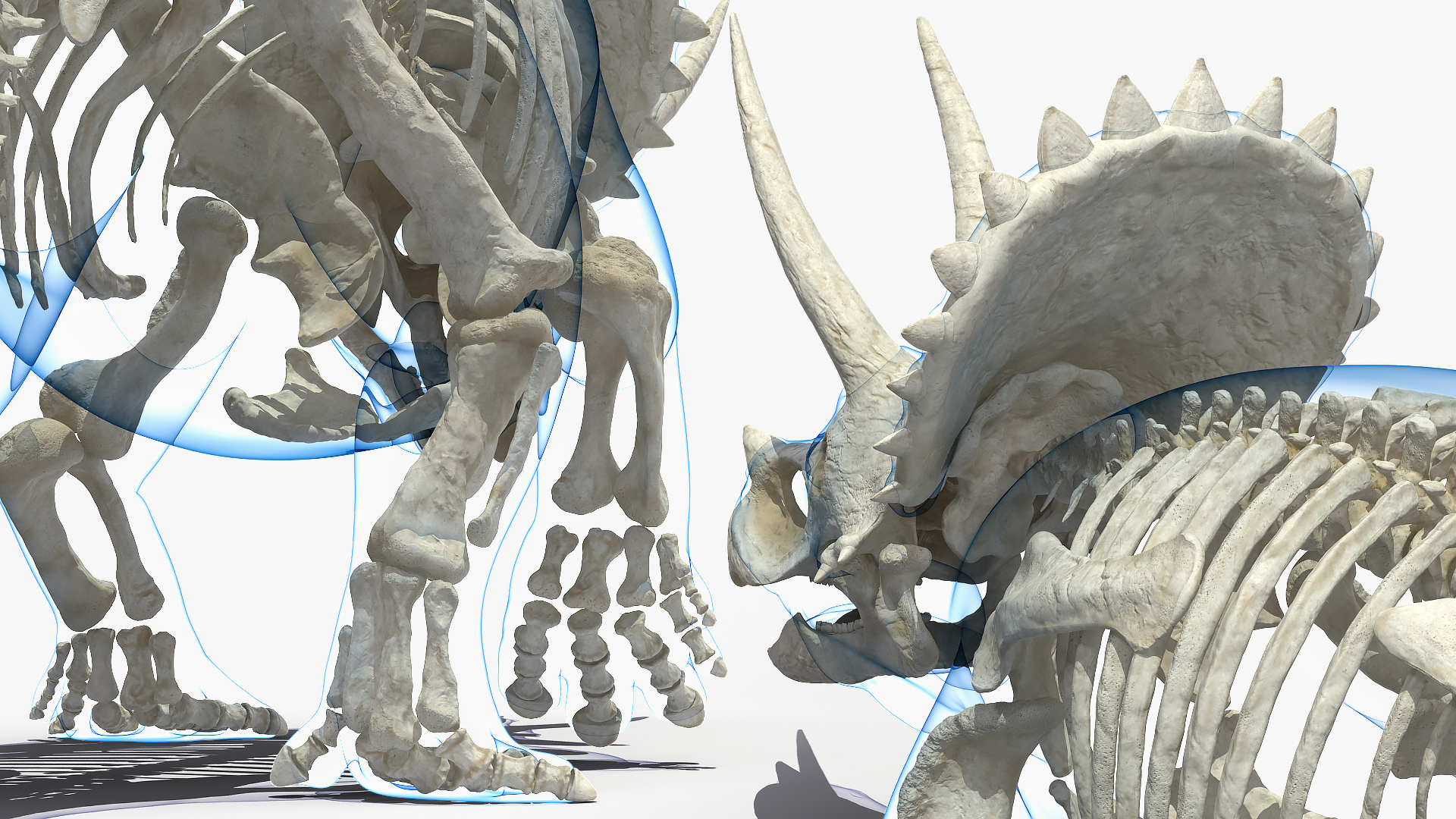 Triceratops Skeleton with Transparent Skin Rigged 3D model