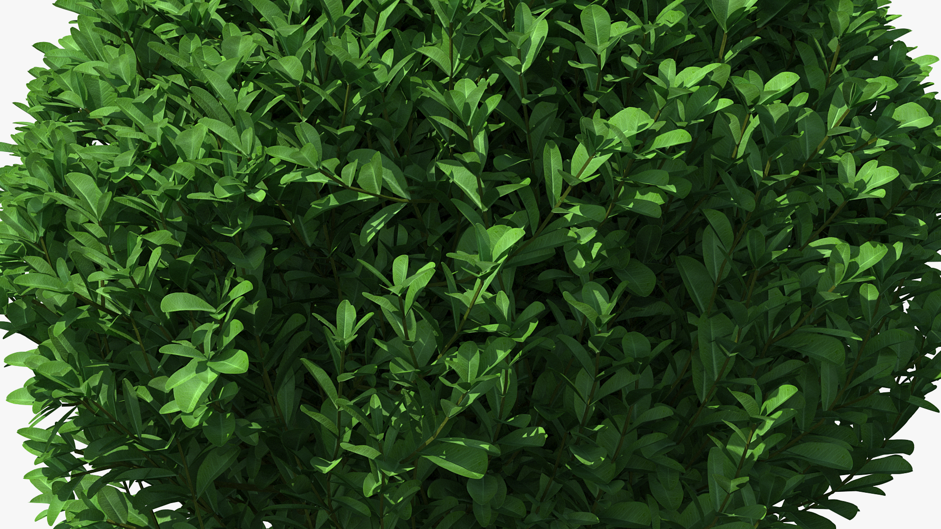 3D Decorative Ball Shaped Boxwood Shrub