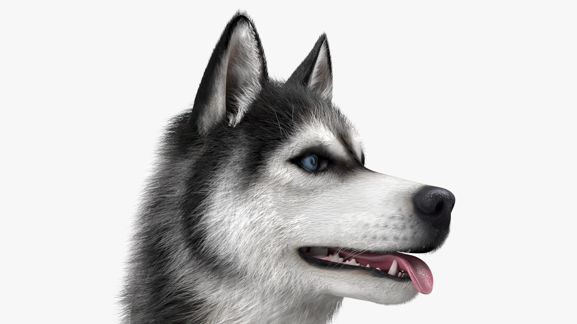 3D Siberian Husky Black Standing Pose Fur model
