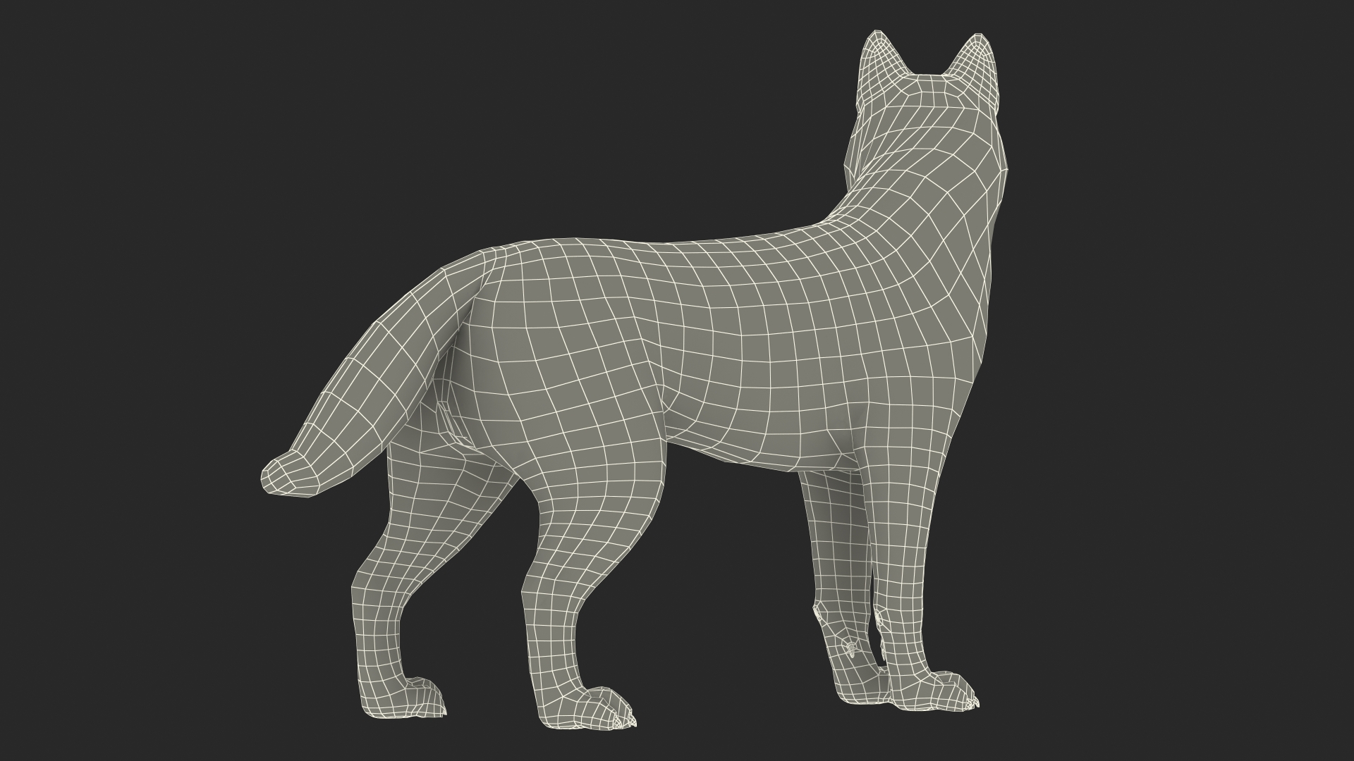 Siberian Husky Gray Standing Pose Fur 3D