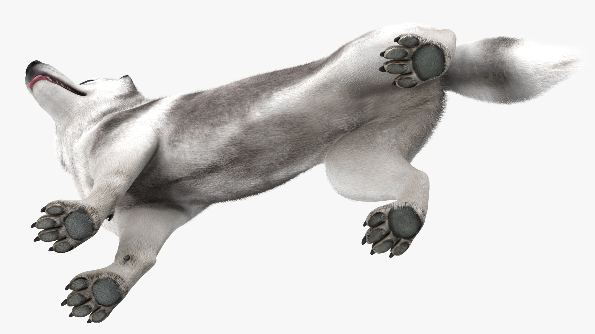 Siberian Husky Gray Standing Pose Fur 3D