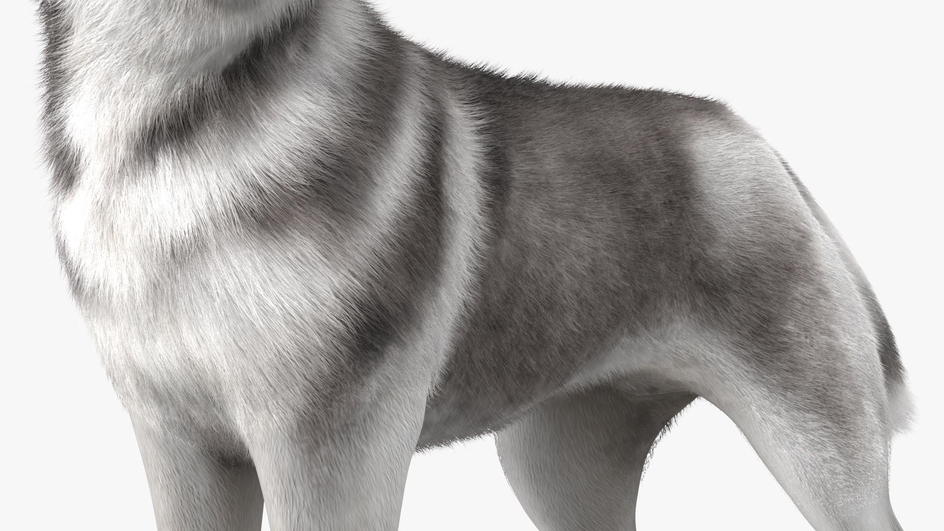 Siberian Husky Gray Standing Pose Fur 3D